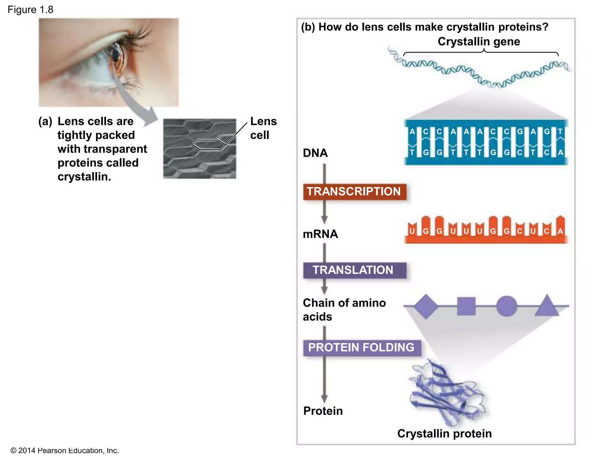 © 2014 Pearson Education, Inc.
Figure 1.8
Lens
cell
(a) Lens cells are
tightly packed
with transparent
proteins called
crystallin.
(b) How do lens cells make crystallin proteins?
Crystallin gene
DNA
mRNA
Chain of amino
acids
Protein
Crystallin protein
TRANSCRIPTION
TRANSLATION
A C C A A A C C G A G T
T G G T T T G G C T C A
U G G U U U G G C U C A
PROTEIN FOLDING
 
