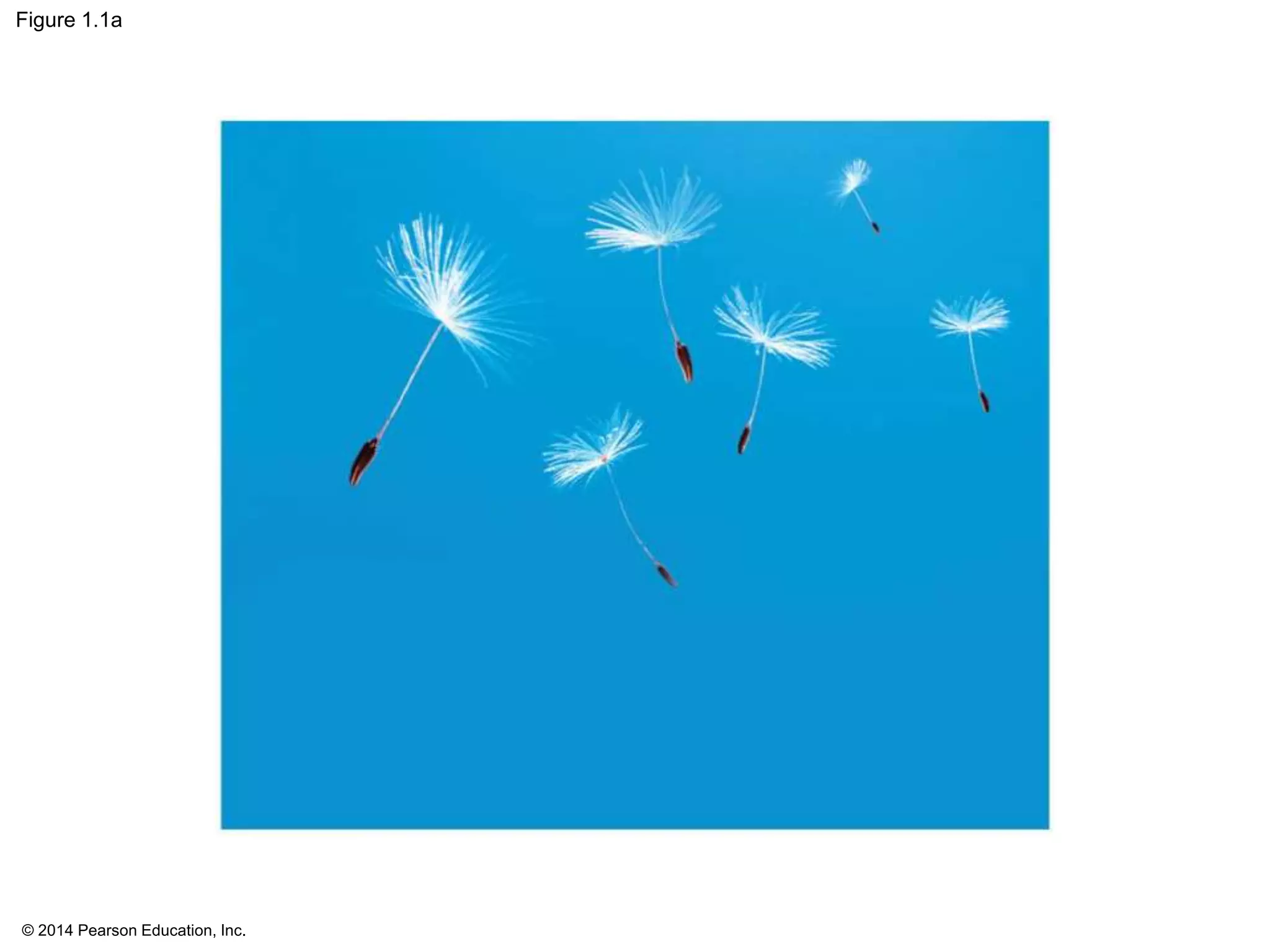 © 2014 Pearson Education, Inc.
Figure 1.1a
 