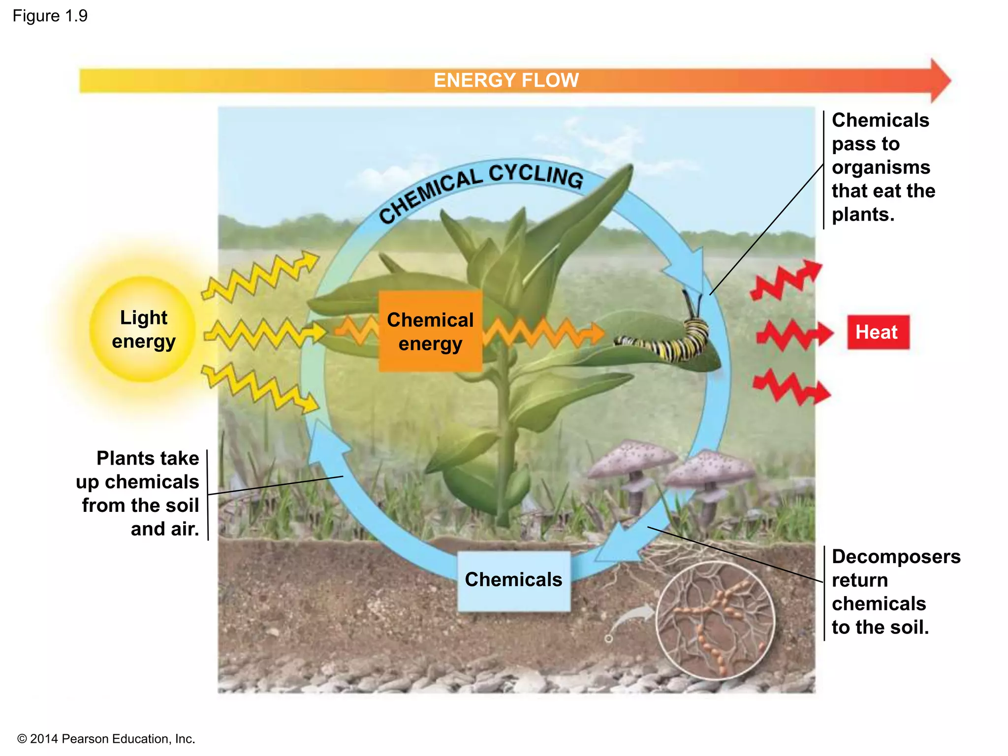 © 2014 Pearson Education, Inc.
Figure 1.9
ENERGY FLOW
Light
energy Heat
Chemical
energy
Plants take
up chemicals
from the soil
and air.
Chemicals
Decomposers
return
chemicals
to the soil.
Chemicals
pass to
organisms
that eat the
plants.
 