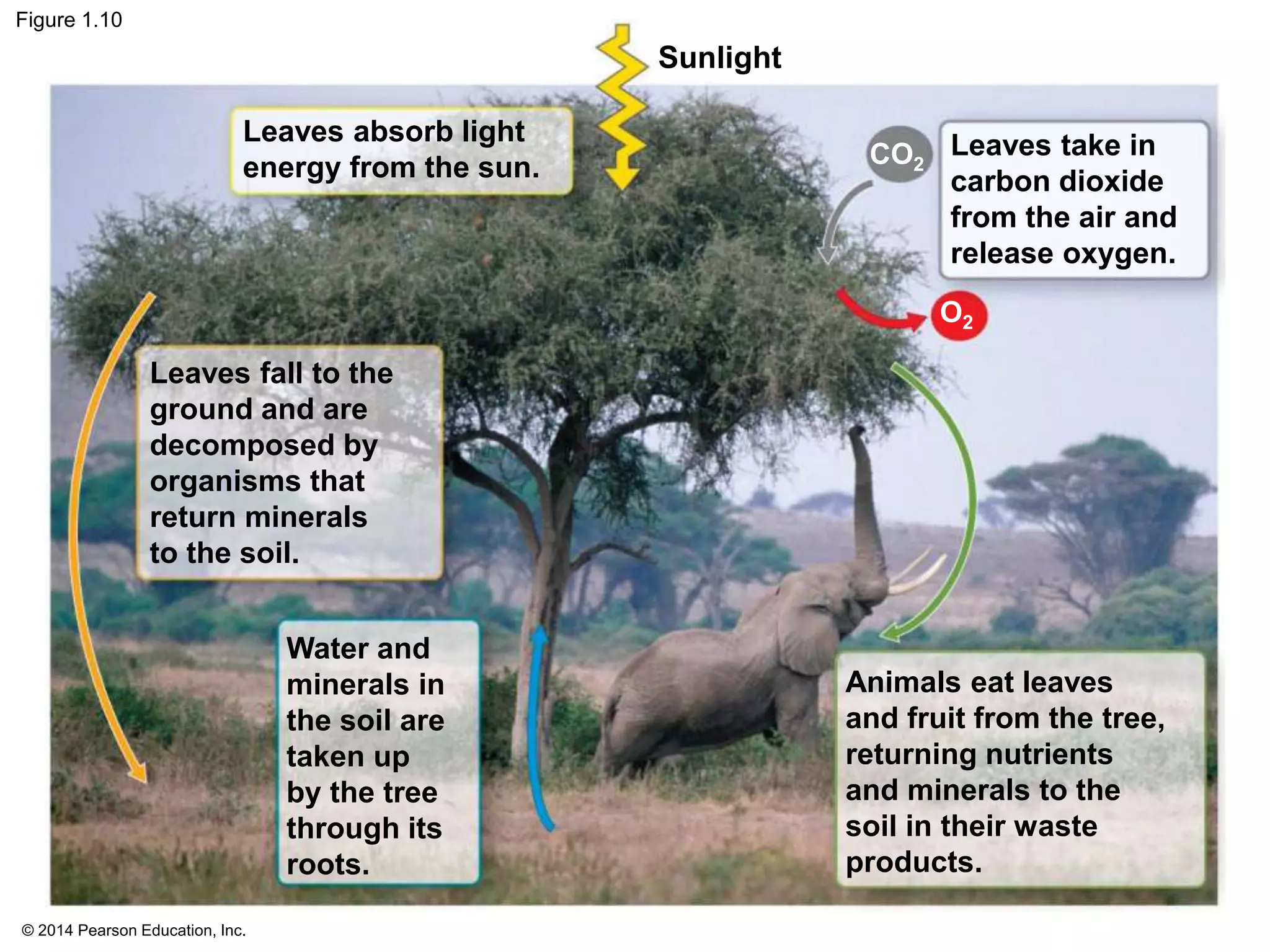 © 2014 Pearson Education, Inc.
Figure 1.10
Sunlight
Leaves take in
carbon dioxide
from the air and
release oxygen.
Animals eat leaves
and fruit from the tree,
returning nutrients
and minerals to the
soil in their waste
products.
Water and
minerals in
the soil are
taken up
by the tree
through its
roots.
Leaves absorb light
energy from the sun.
Leaves fall to the
ground and are
decomposed by
organisms that
return minerals
to the soil.
CO2
O2
 