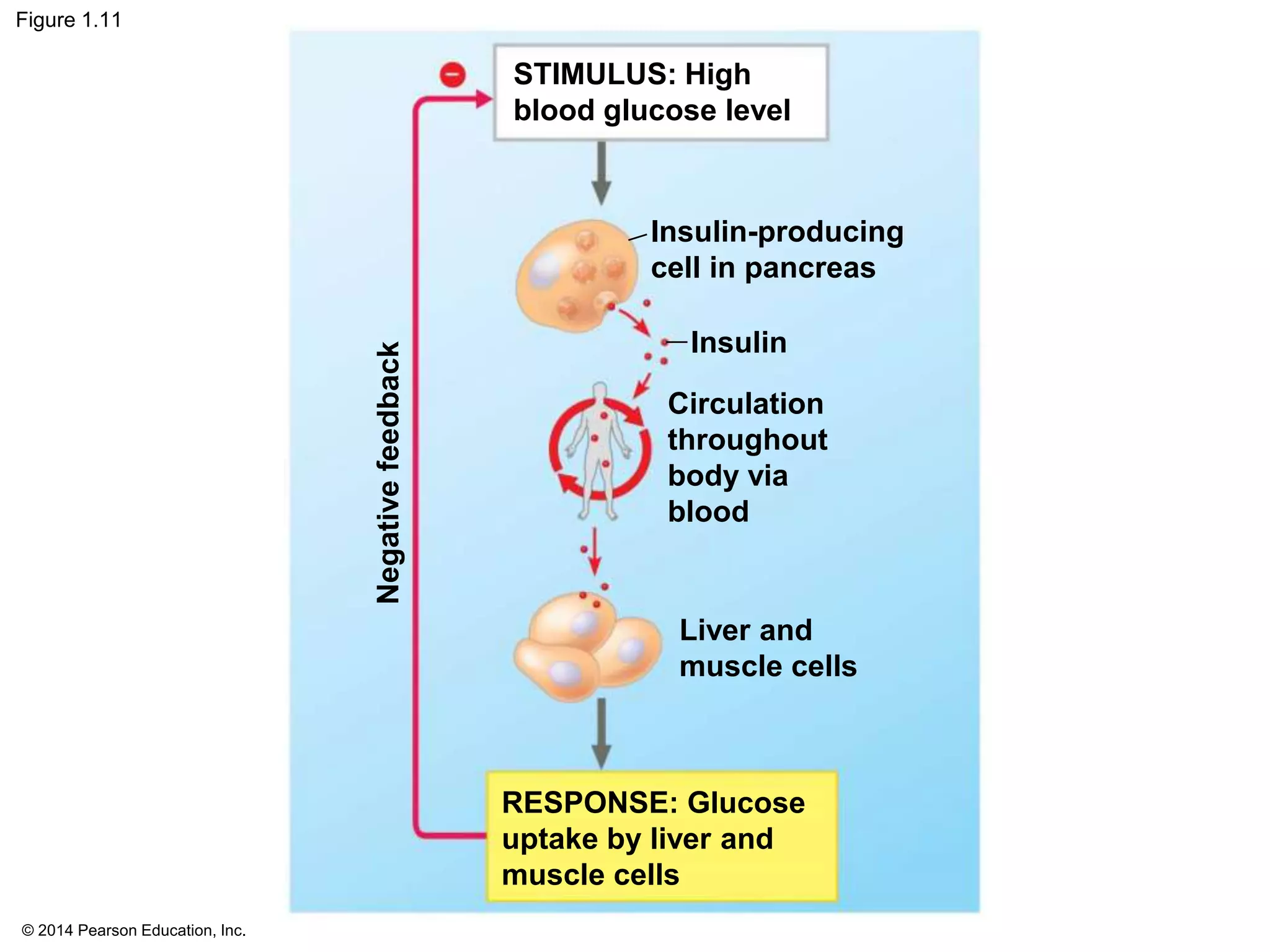 © 2014 Pearson Education, Inc.
Figure 1.11
Insulin
Circulation
throughout
body via
blood
Insulin-producing
cell in pancreas
STIMULUS: High
blood glucose level
Negativefeedback
Liver and
muscle cells
RESPONSE: Glucose
uptake by liver and
muscle cells
 