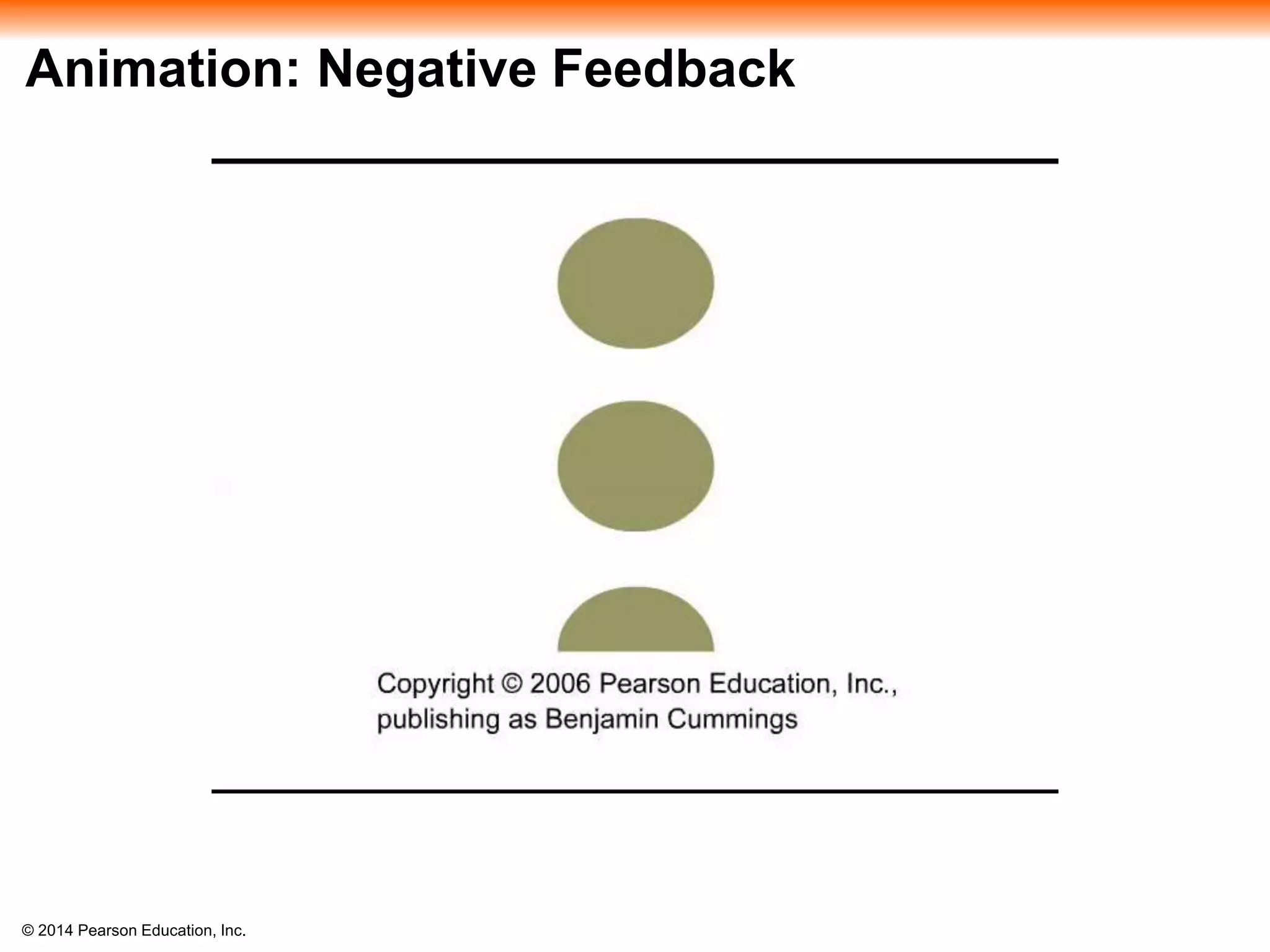 © 2014 Pearson Education, Inc.
Animation: Negative Feedback
 