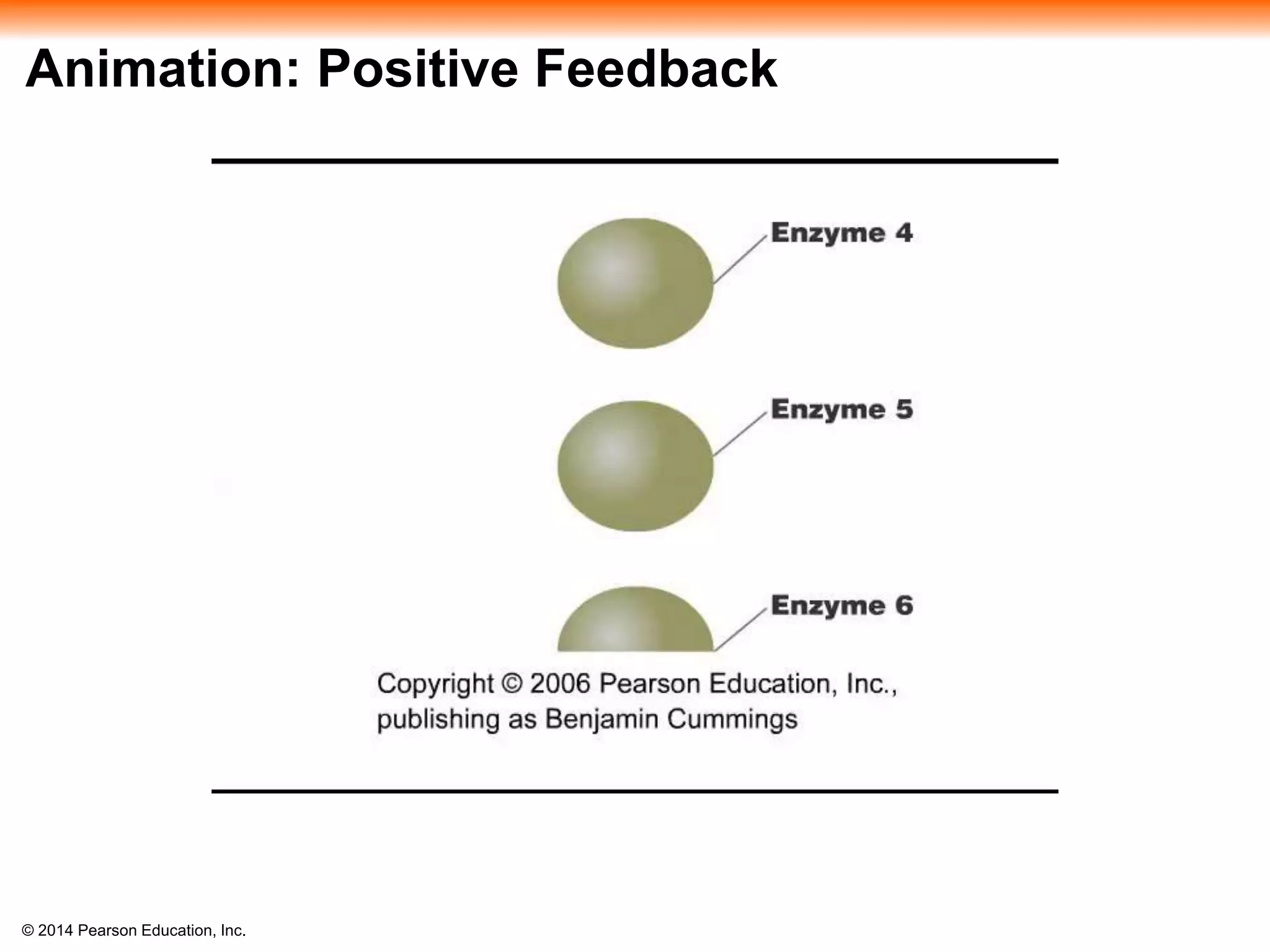 © 2014 Pearson Education, Inc.
Animation: Positive Feedback
 