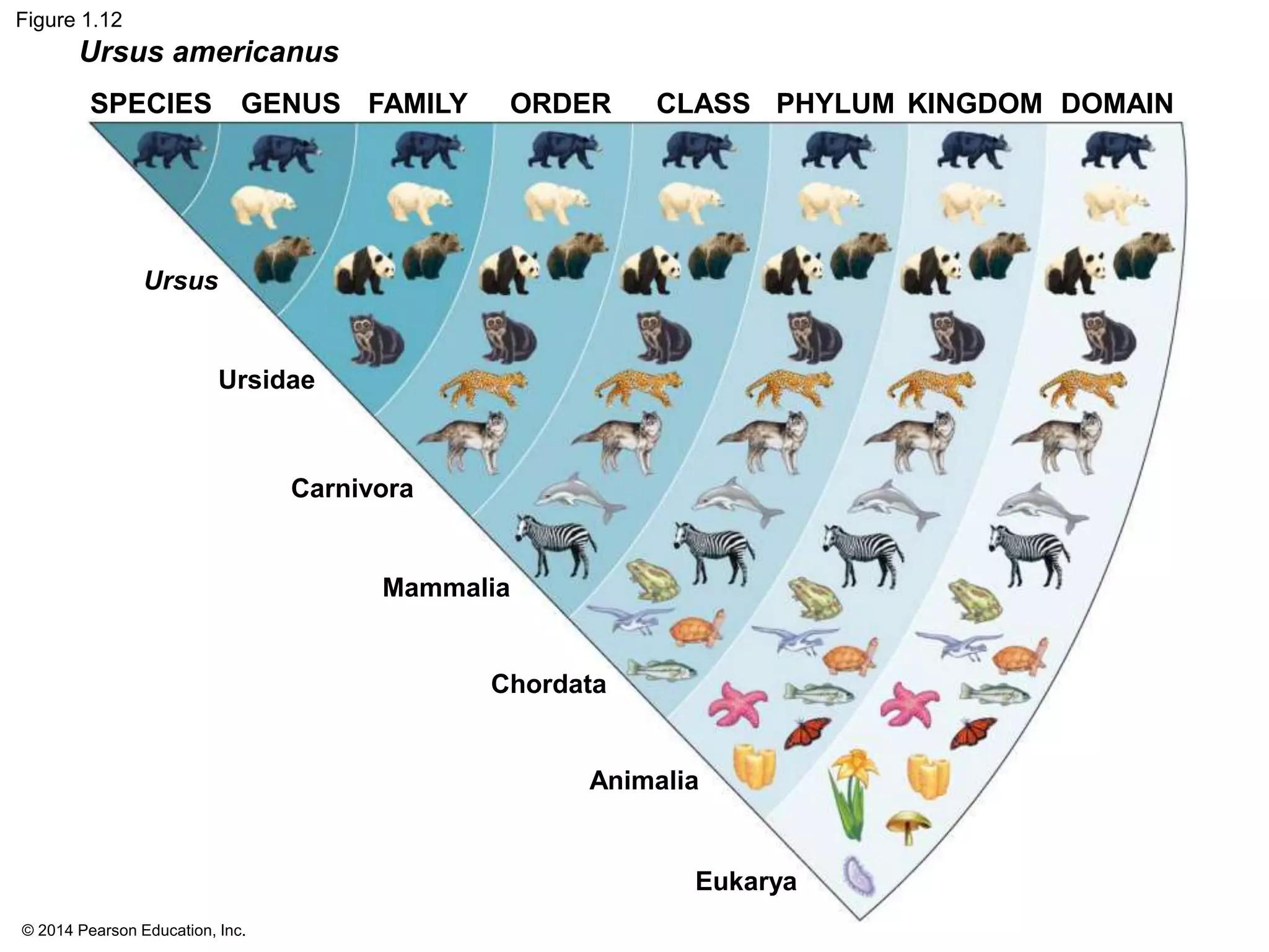 © 2014 Pearson Education, Inc.
Figure 1.12
SPECIES GENUS FAMILY ORDER CLASS PHYLUM KINGDOM DOMAIN
Ursus
Ursidae
Carnivora
Mammalia
Chordata
Animalia
Eukarya
Ursus americanus
 
