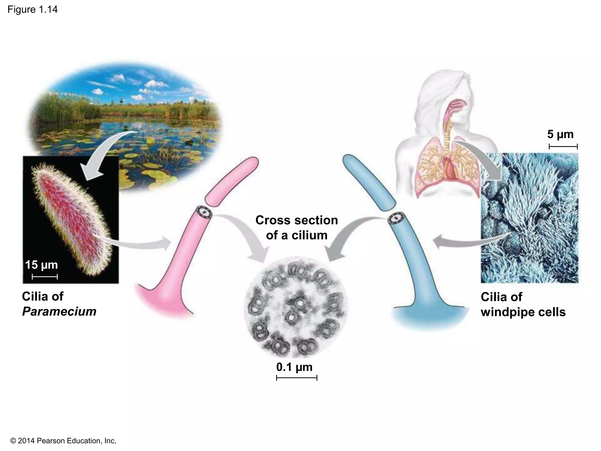 © 2014 Pearson Education, Inc.
Figure 1.14
Cilia of
windpipe cells
Cross section
of a cilium
Cilia of
Paramecium
0.1 µm
15 µm
5 µm
 