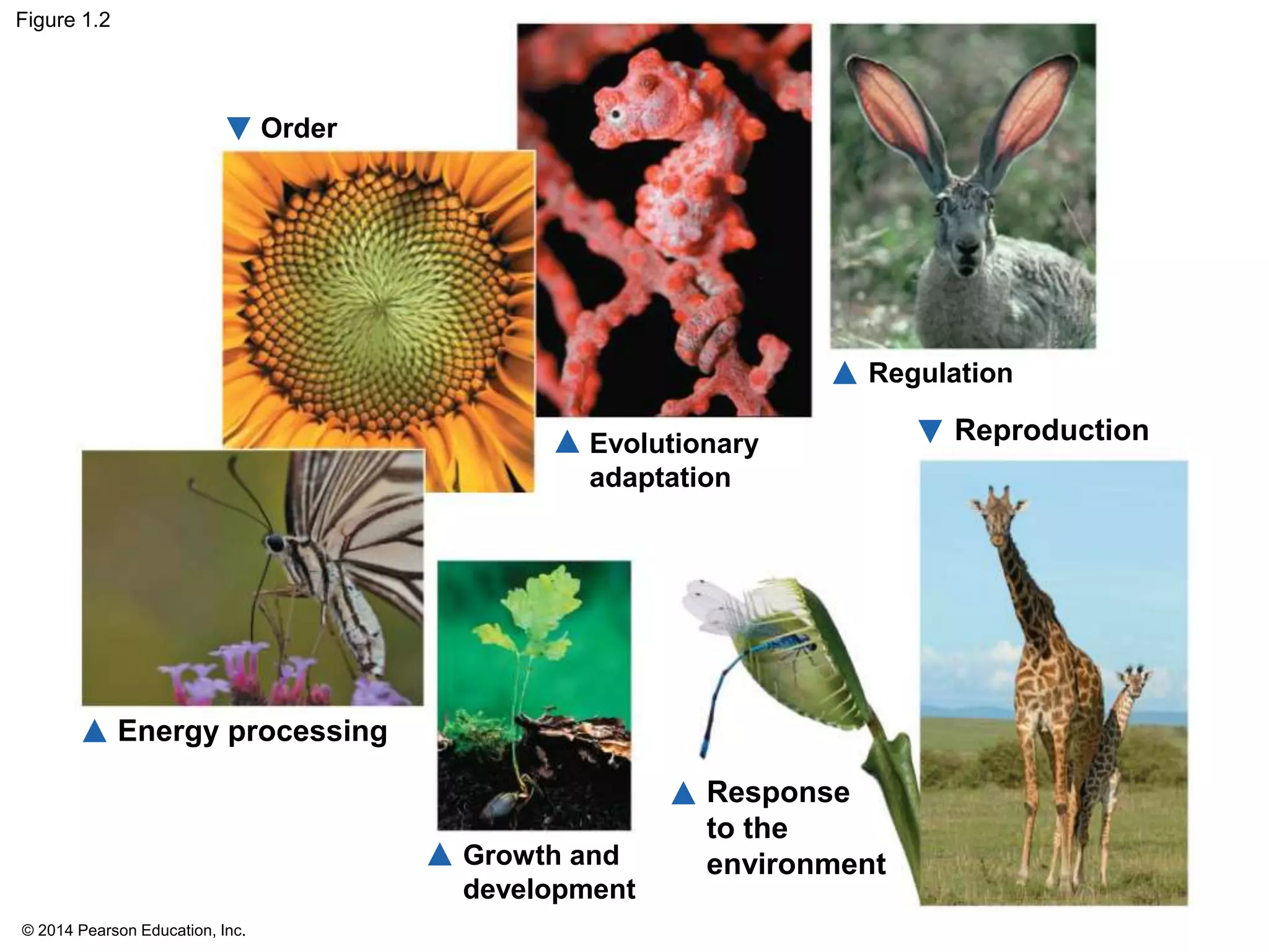 © 2014 Pearson Education, Inc.
Figure 1.2
Order
Energy processing
Growth and
development
Regulation
Reproduction
Response
to the
environment
Evolutionary
adaptation
 