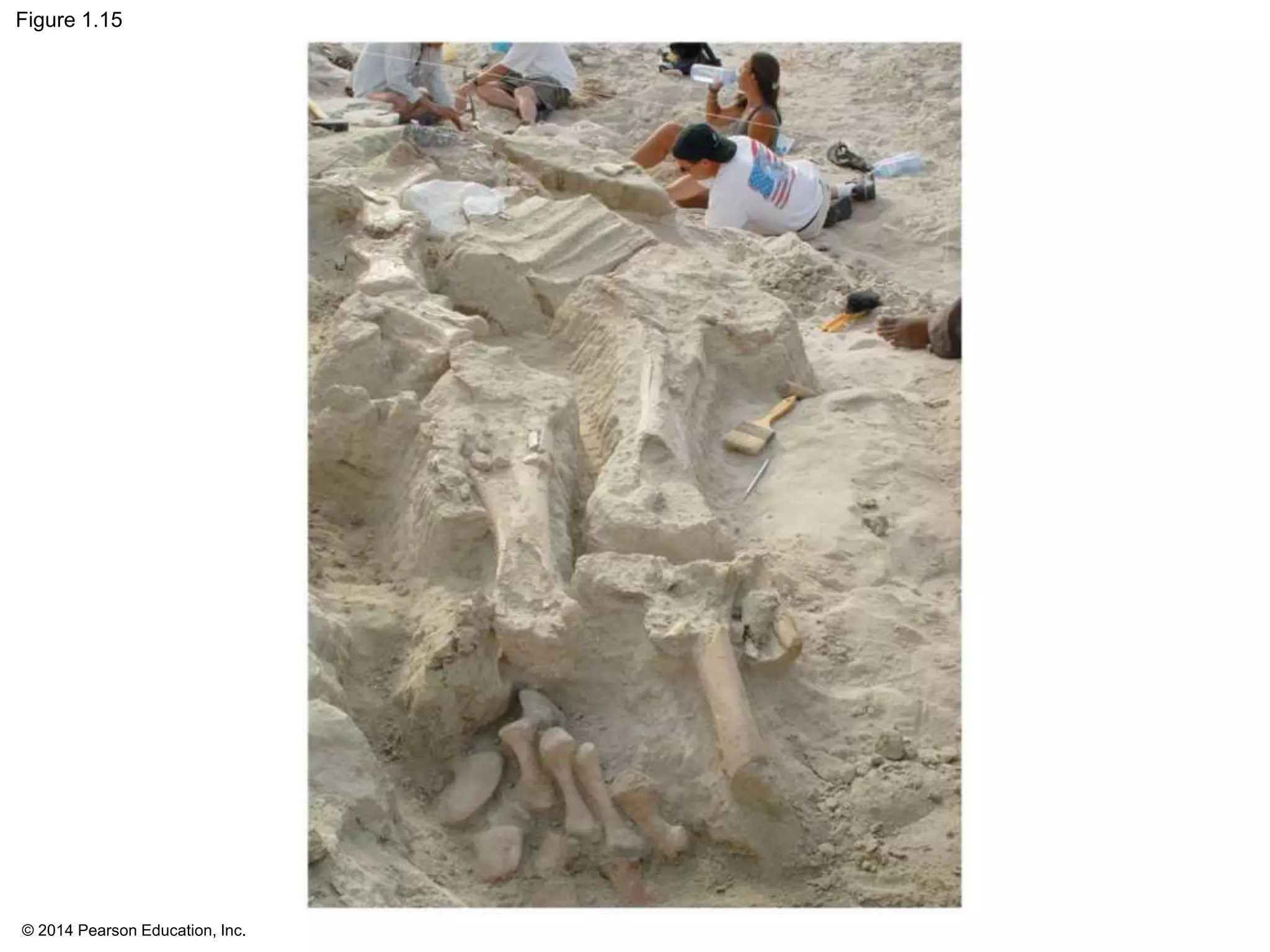 © 2014 Pearson Education, Inc.
Figure 1.15
 