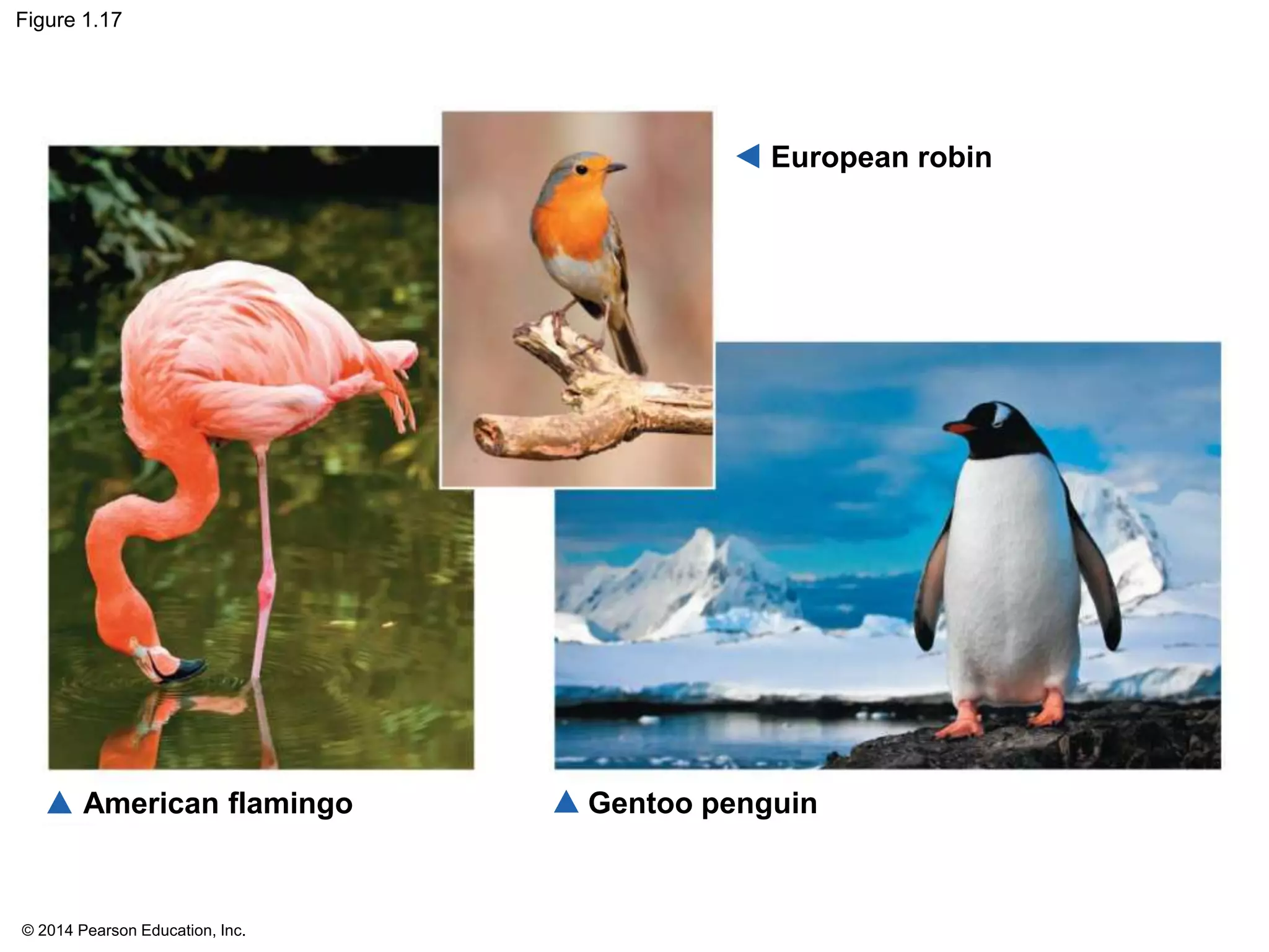 © 2014 Pearson Education, Inc.
Figure 1.17
European robin
Gentoo penguinAmerican flamingo
 