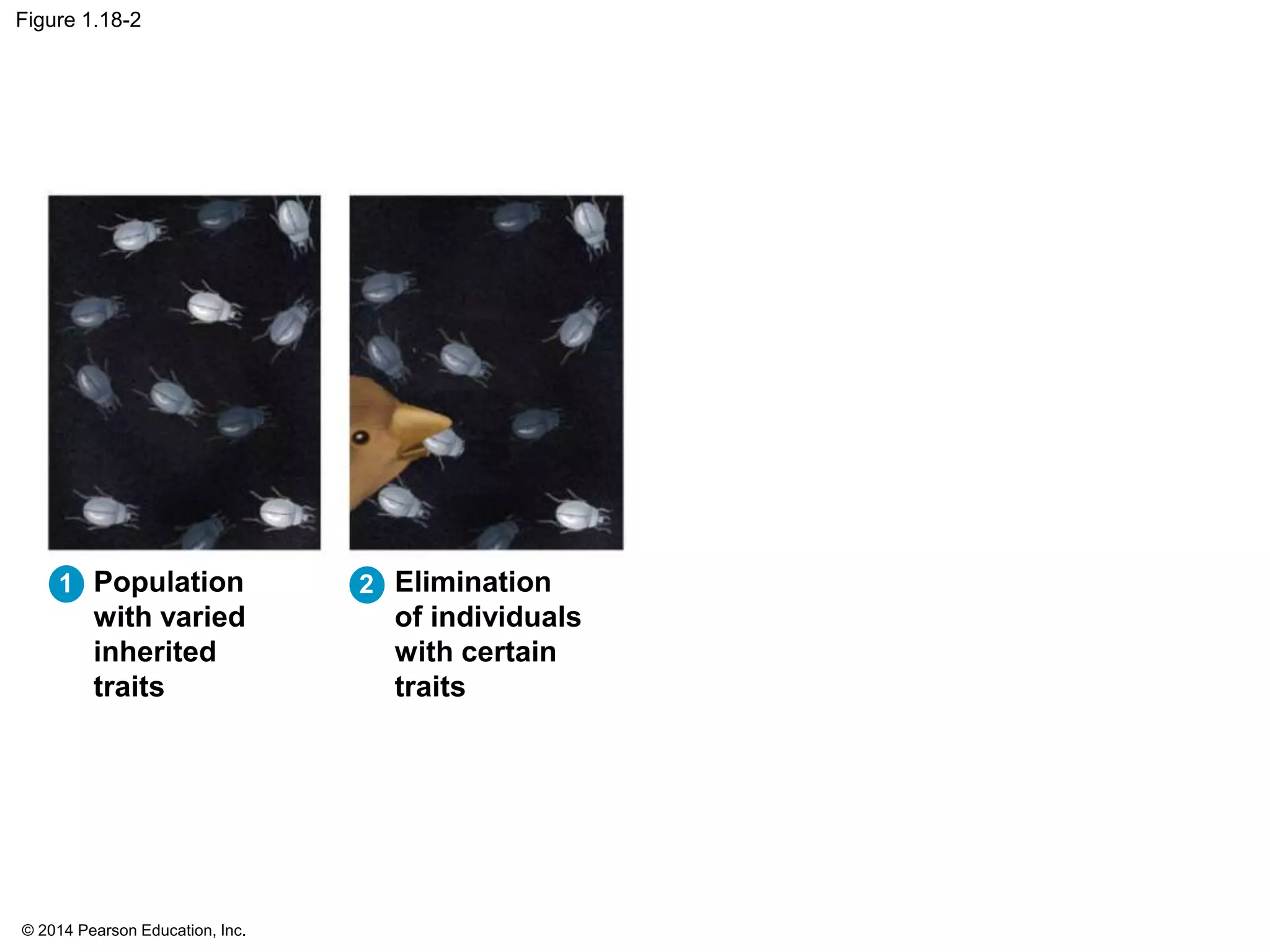 © 2014 Pearson Education, Inc.
Figure 1.18-2
Population
with varied
inherited
traits
Elimination
of individuals
with certain
traits
1 2
 