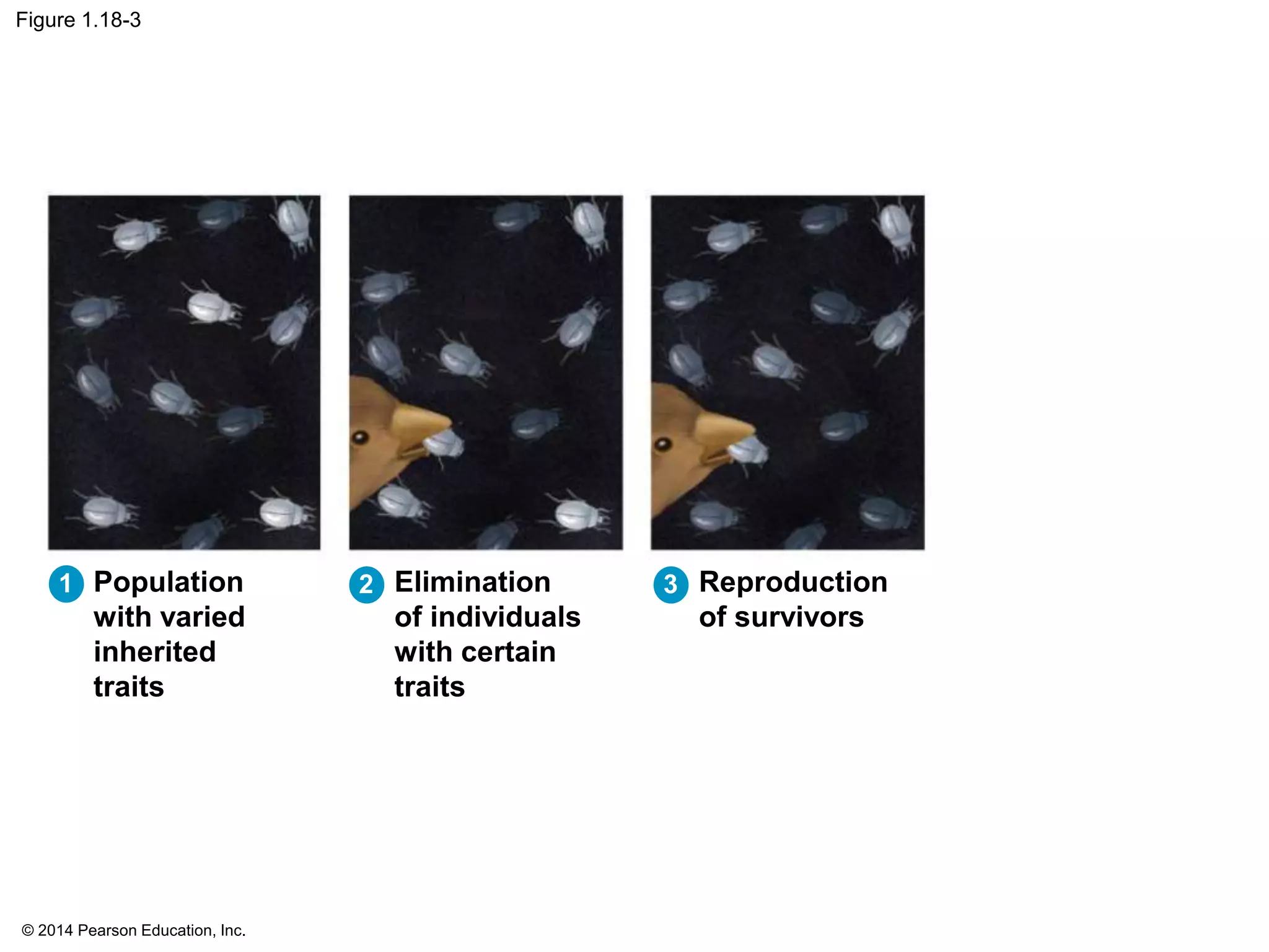 © 2014 Pearson Education, Inc.
Figure 1.18-3
Population
with varied
inherited
traits
Elimination
of individuals
with certain
traits
1 2 Reproduction
of survivors
3
 