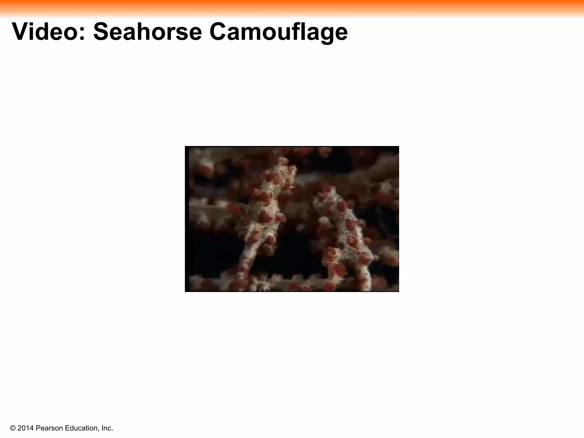 © 2014 Pearson Education, Inc.
Video: Seahorse Camouflage
 