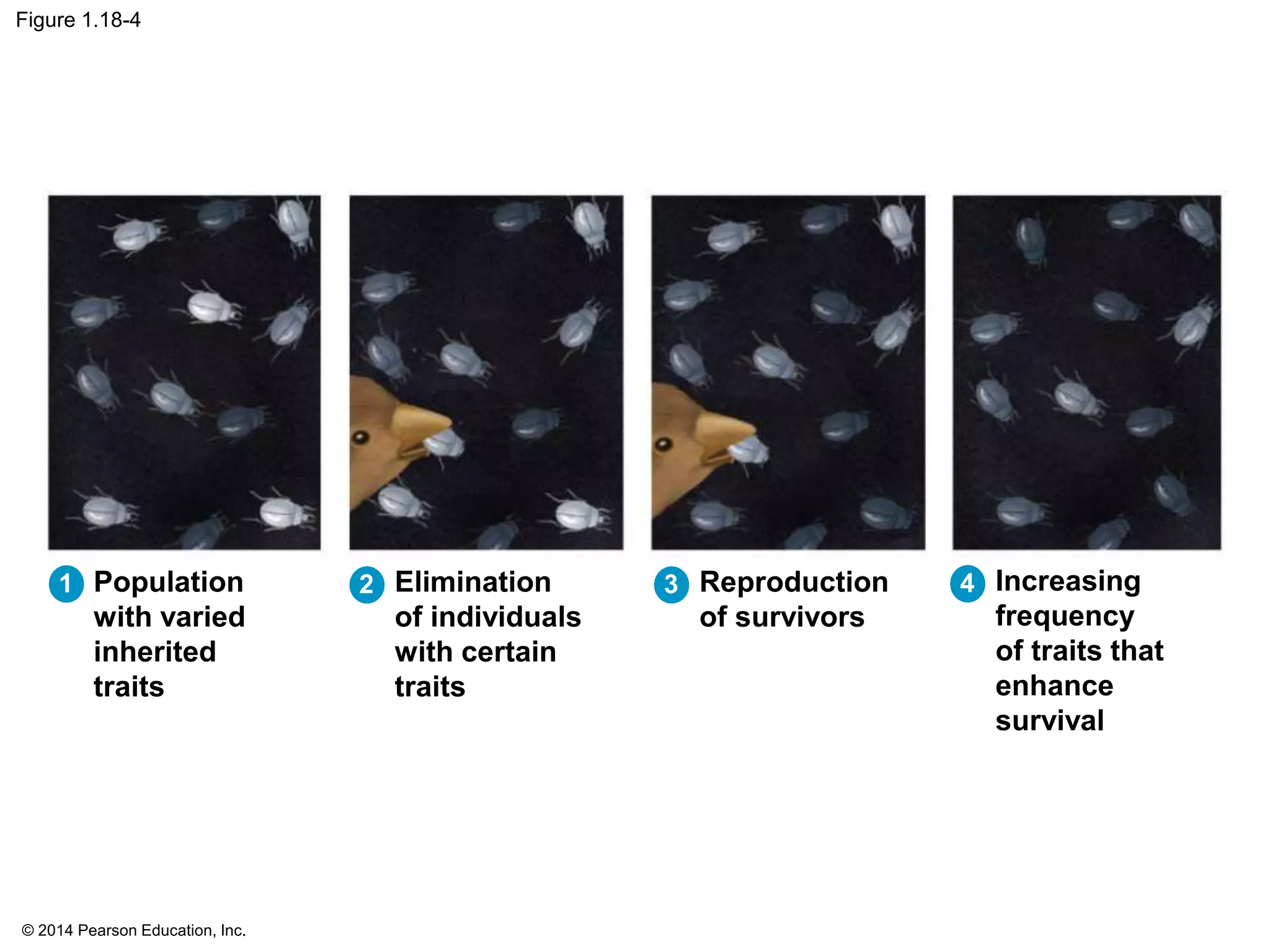 © 2014 Pearson Education, Inc.
Figure 1.18-4
Population
with varied
inherited
traits
Elimination
of individuals
with certain
traits
1 2 Reproduction
of survivors
3 Increasing
frequency
of traits that
enhance
survival
4
 