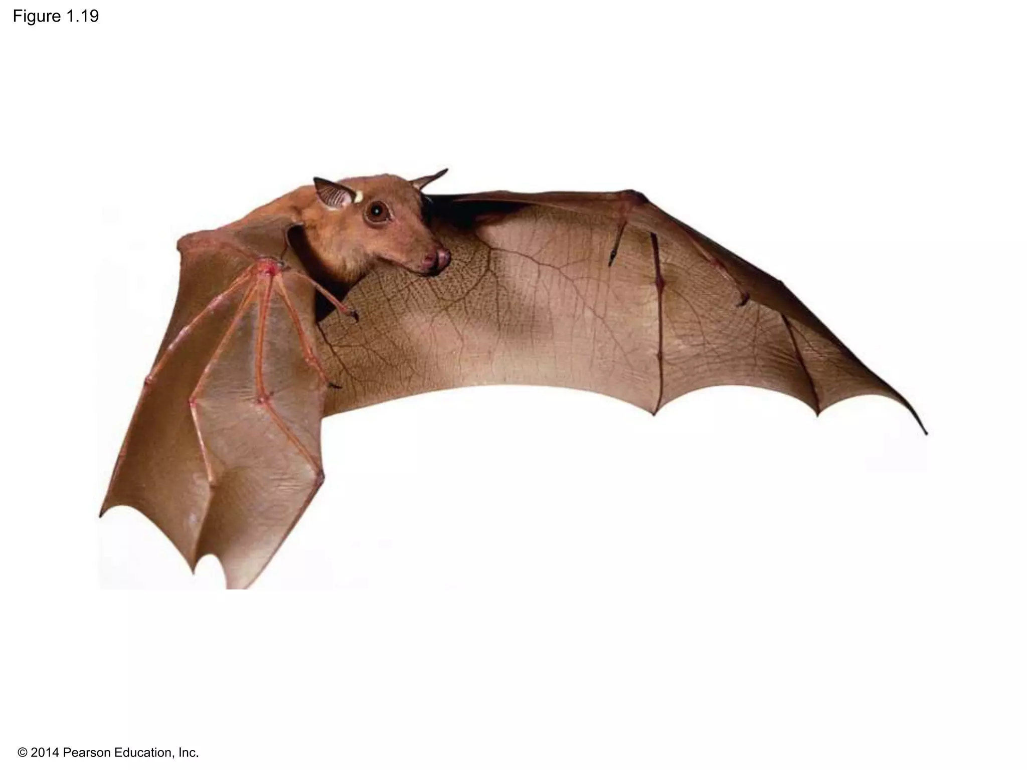 © 2014 Pearson Education, Inc.
Figure 1.19
 