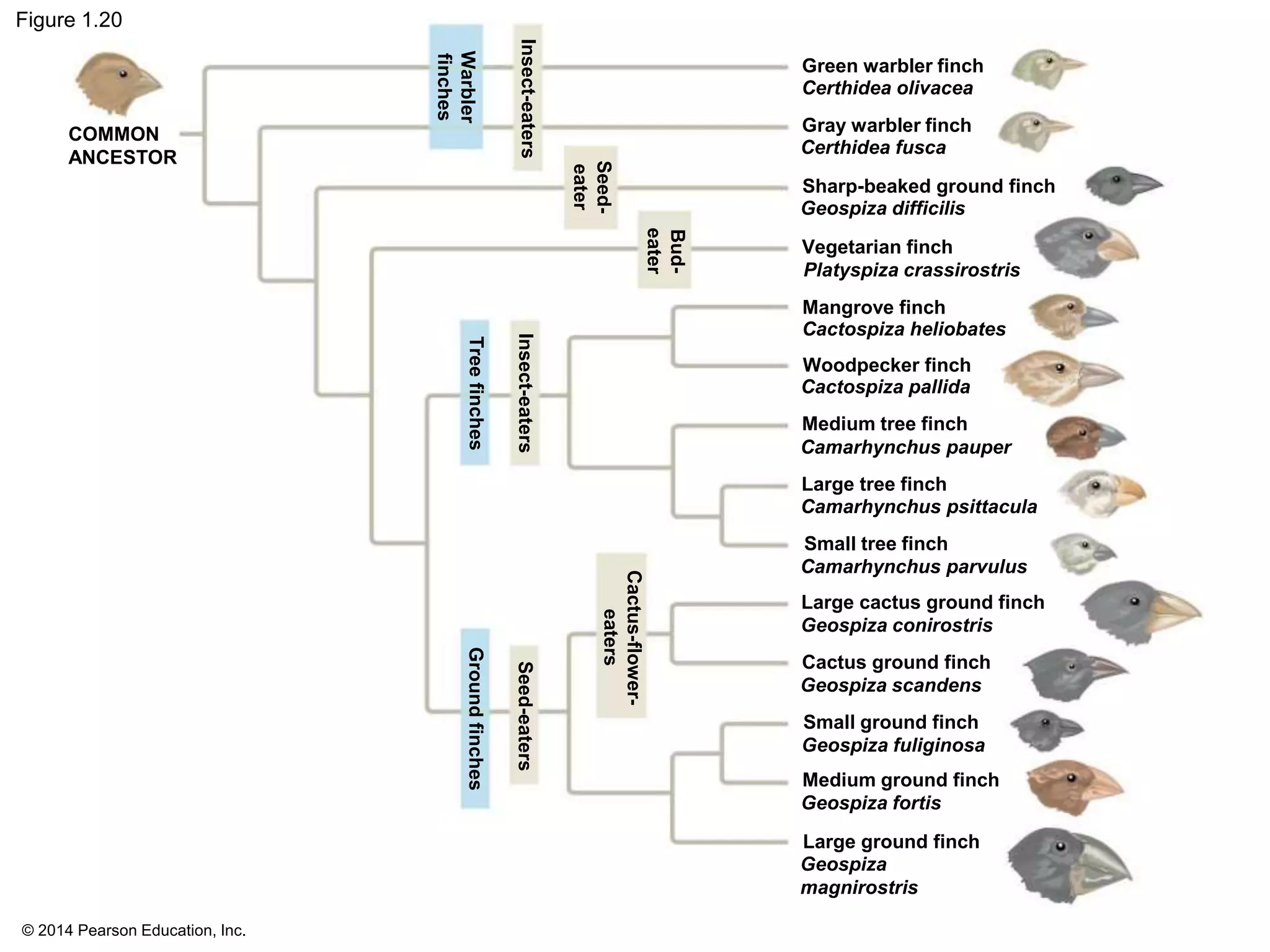 © 2014 Pearson Education, Inc.
Figure 1.20
Green warbler finch
COMMON
ANCESTOR
Certhidea olivacea
Gray warbler finch
Certhidea fusca
Sharp-beaked ground finch
Geospiza difficilis
Vegetarian finch
Platyspiza crassirostris
Mangrove finch
Cactospiza heliobates
Woodpecker finch
Cactospiza pallida
Medium tree finch
Camarhynchus pauper
Large tree finch
Camarhynchus psittacula
Small tree finch
Camarhynchus parvulus
Large cactus ground finch
Geospiza conirostris
Cactus ground finch
Geospiza scandens
Small ground finch
Geospiza fuliginosa
Medium ground finch
Geospiza fortis
Large ground finch
Geospiza
magnirostris
Cactus-flower-
eaters
Seed-eaters
GroundfinchesTreefinches
Insect-eaters
Bud-
eater
Seed-
eater
Insect-eaters
Warbler
finches
 