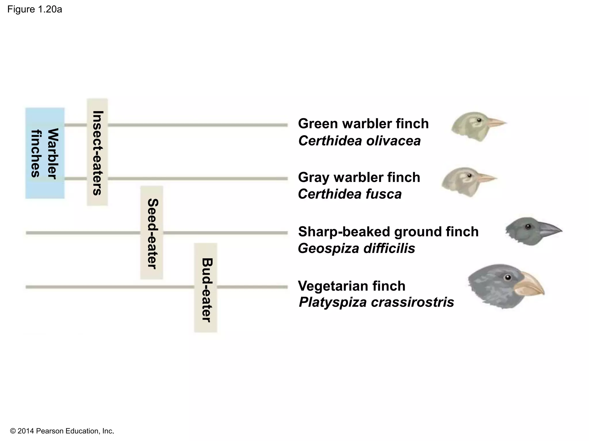 © 2014 Pearson Education, Inc.
Figure 1.20a
Green warbler finch
Certhidea olivacea
Gray warbler finch
Certhidea fusca
Sharp-beaked ground finch
Geospiza difficilis
Vegetarian finch
Platyspiza crassirostris
Bud-eater
Seed-eater
Insect-eaters
Warbler
finches
 