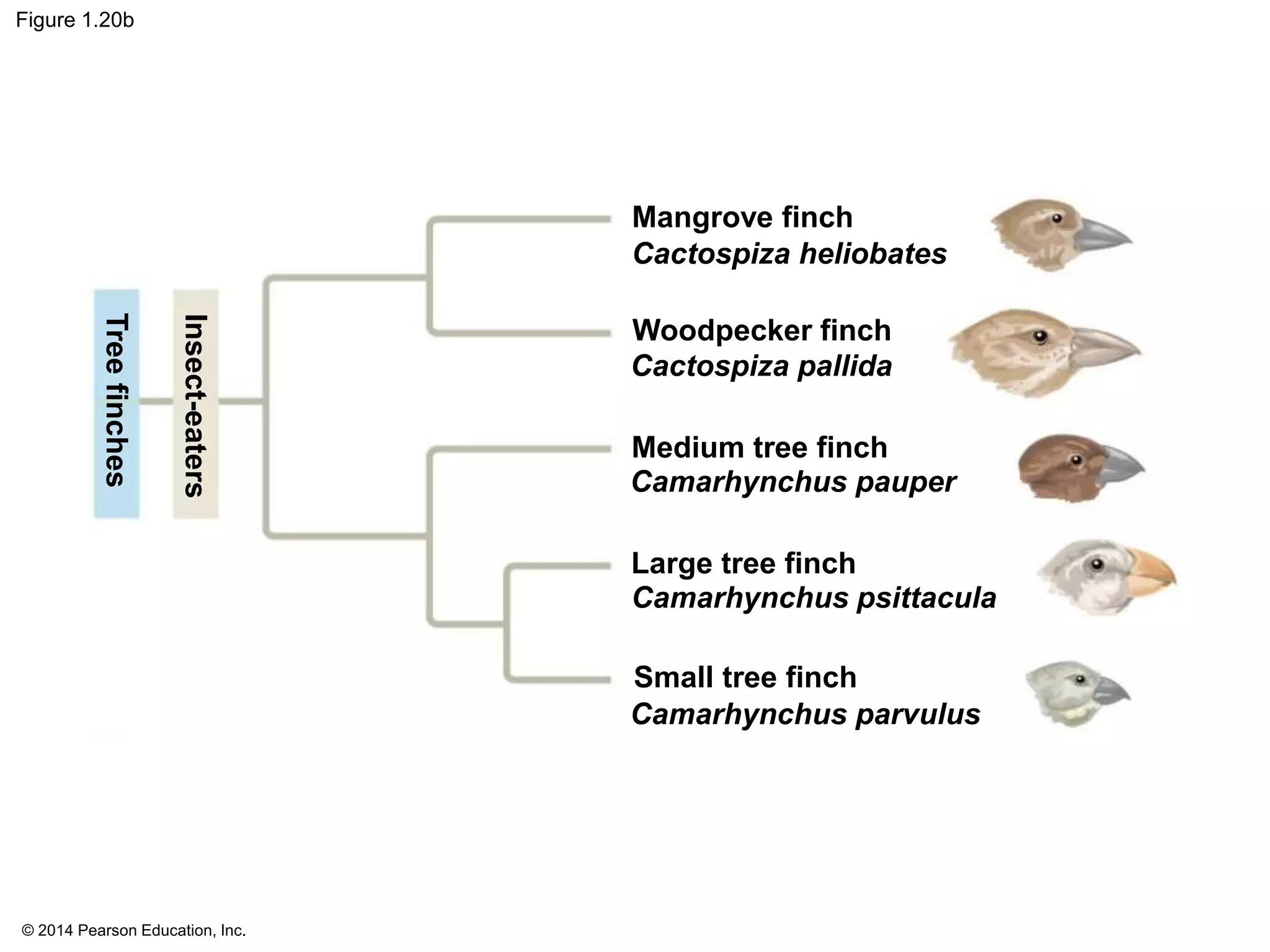 © 2014 Pearson Education, Inc.
Figure 1.20b
Mangrove finch
Cactospiza heliobates
Woodpecker finch
Cactospiza pallida
Medium tree finch
Camarhynchus pauper
Large tree finch
Camarhynchus psittacula
Small tree finch
Camarhynchus parvulus
Treefinches
Insect-eaters
 