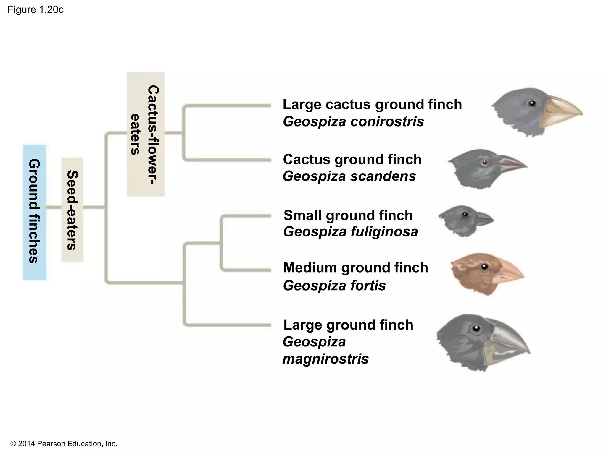 © 2014 Pearson Education, Inc.
Figure 1.20c
Large cactus ground finch
Geospiza conirostris
Cactus ground finch
Geospiza scandens
Small ground finch
Geospiza fuliginosa
Medium ground finch
Geospiza fortis
Large ground finch
Geospiza
magnirostris
Cactus-flower-
eaters
Seed-eaters
Groundfinches
 