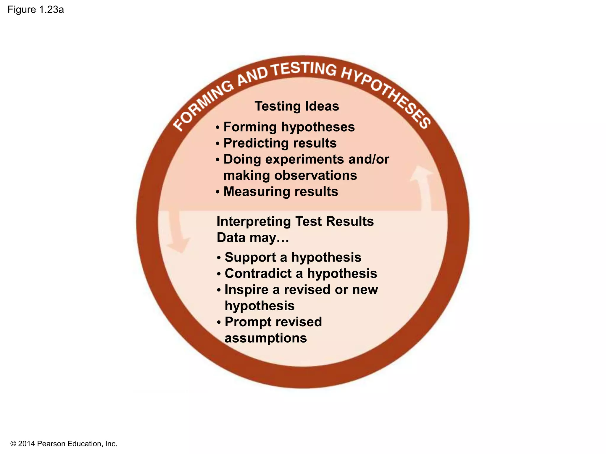 © 2014 Pearson Education, Inc.
Figure 1.23a
Testing Ideas
• Forming hypotheses
• Predicting results
• Doing experiments and/or
making observations
• Measuring results
Interpreting Test Results
Data may…
• Support a hypothesis
• Contradict a hypothesis
• Inspire a revised or new
hypothesis
• Prompt revised
assumptions
 