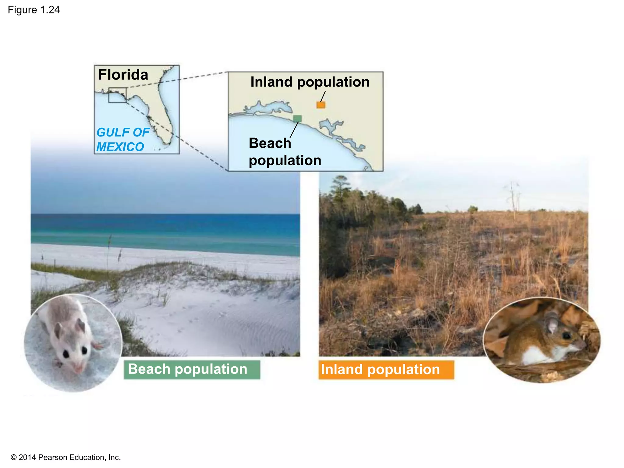 © 2014 Pearson Education, Inc.
Figure 1.24
Florida
Inland population
Beach
population
Beach population
GULF OF
MEXICO
Inland population
 