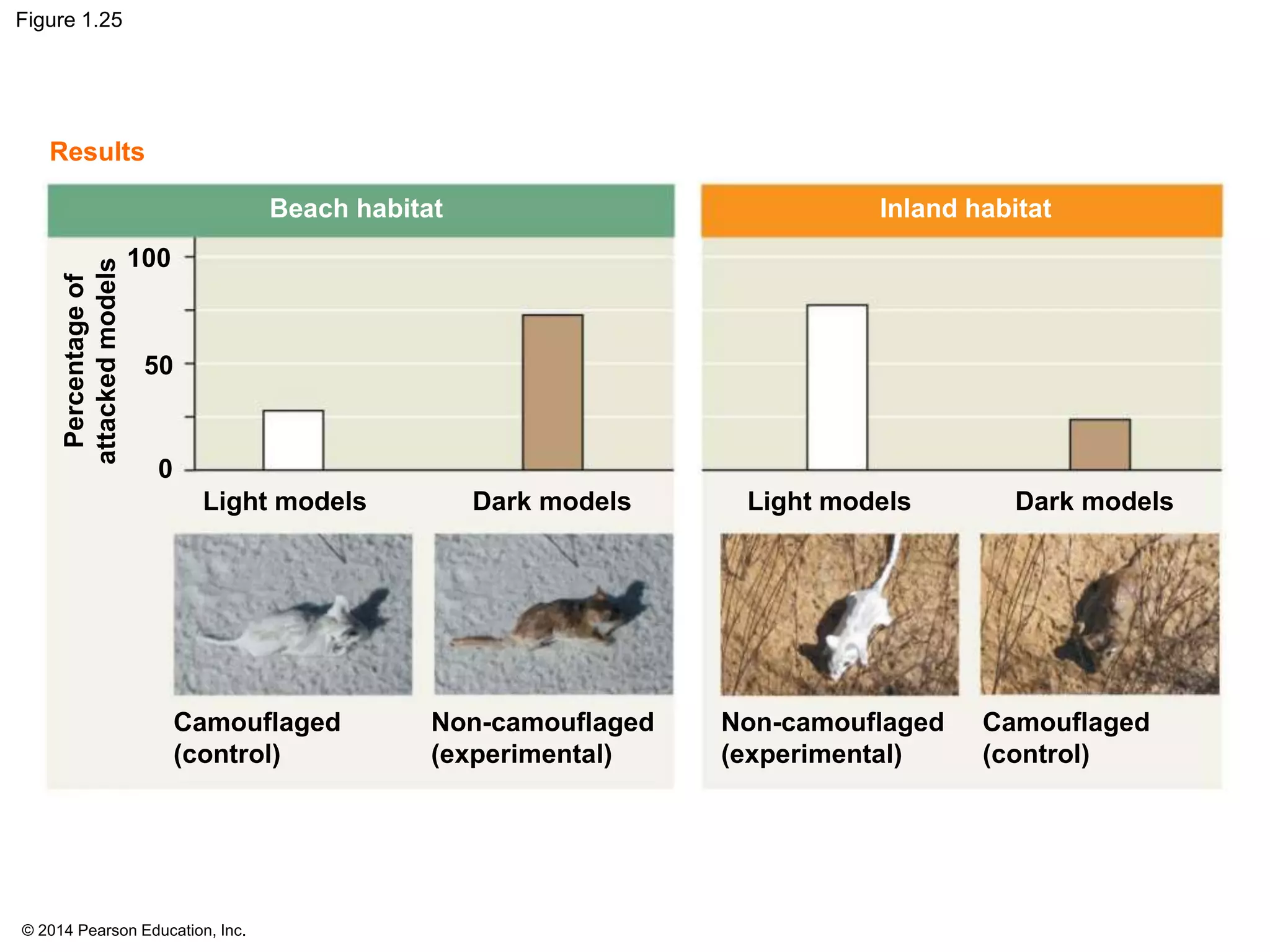 © 2014 Pearson Education, Inc.
Figure 1.25
Light models Dark models Light models Dark models
Camouflaged Non-camouflaged Non-camouflaged Camouflaged
(control) (experimental) (experimental) (control)
Beach habitat Inland habitat
Percentageof
attackedmodels
100
50
0
Results
 