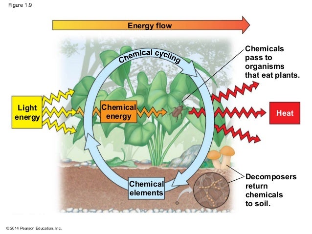 Biology in Focus Chapter 1