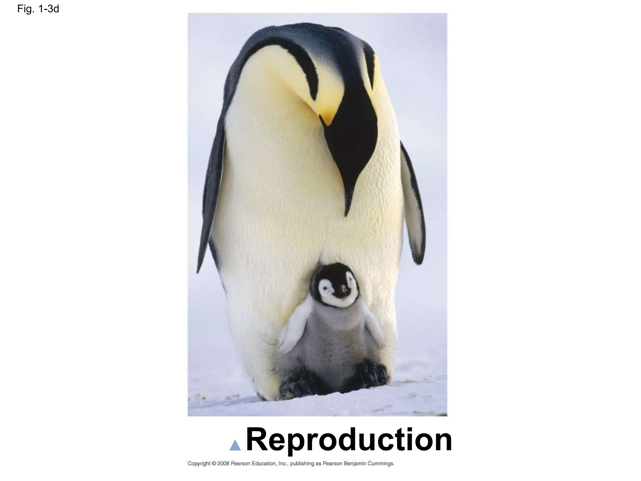 Fig. 1-3d
Reproduction
 