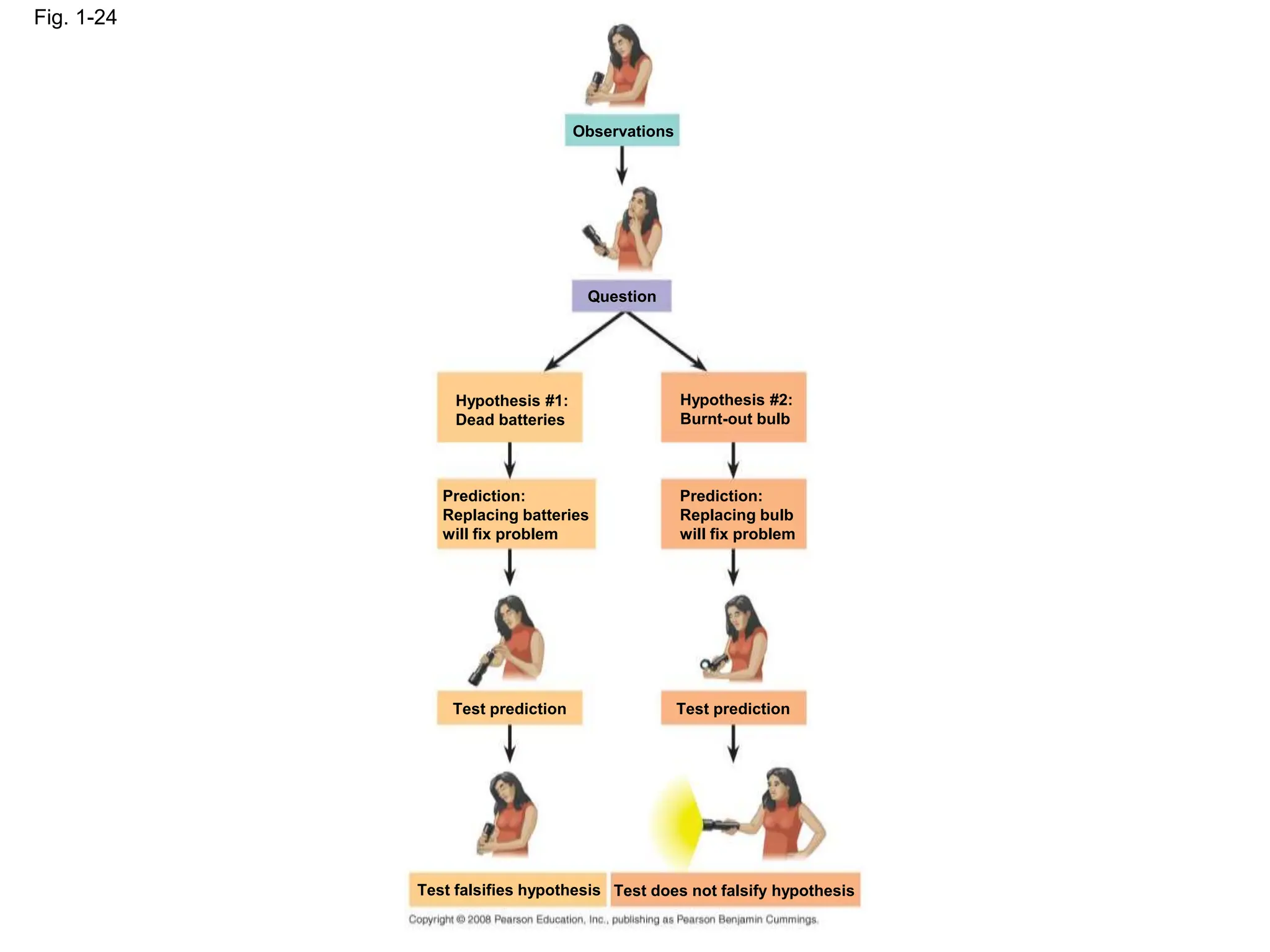 Fig. 1-24
Observations
Question
Hypothesis #1:
Dead batteries
Hypothesis #2:
Burnt-out bulb
Prediction:
Replacing batteries
will fix problem
Prediction:
Replacing bulb
will fix problem
Test prediction Test prediction
Test falsifies hypothesis Test does not falsify hypothesis
 