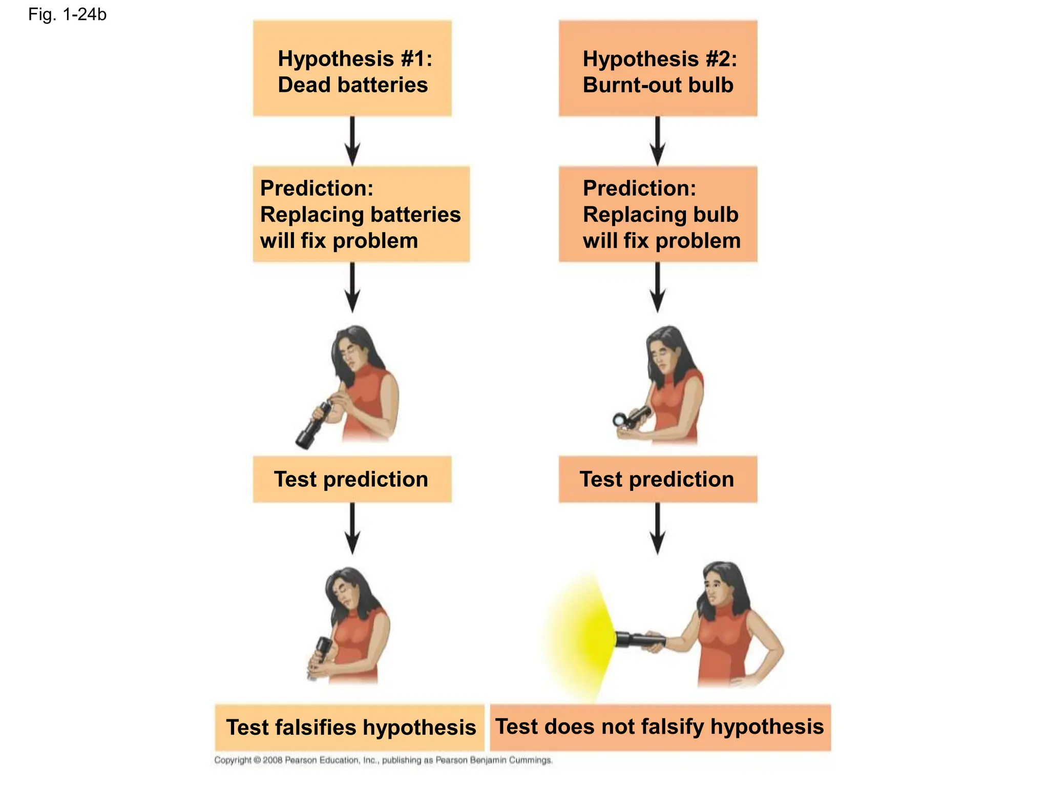 Fig. 1-24b
Test prediction
Hypothesis #1:
Dead batteries
Hypothesis #2:
Burnt-out bulb
Test prediction
Prediction:
Replacing batteries
will fix problem
Prediction:
Replacing bulb
will fix problem
Test falsifies hypothesis Test does not falsify hypothesis
 