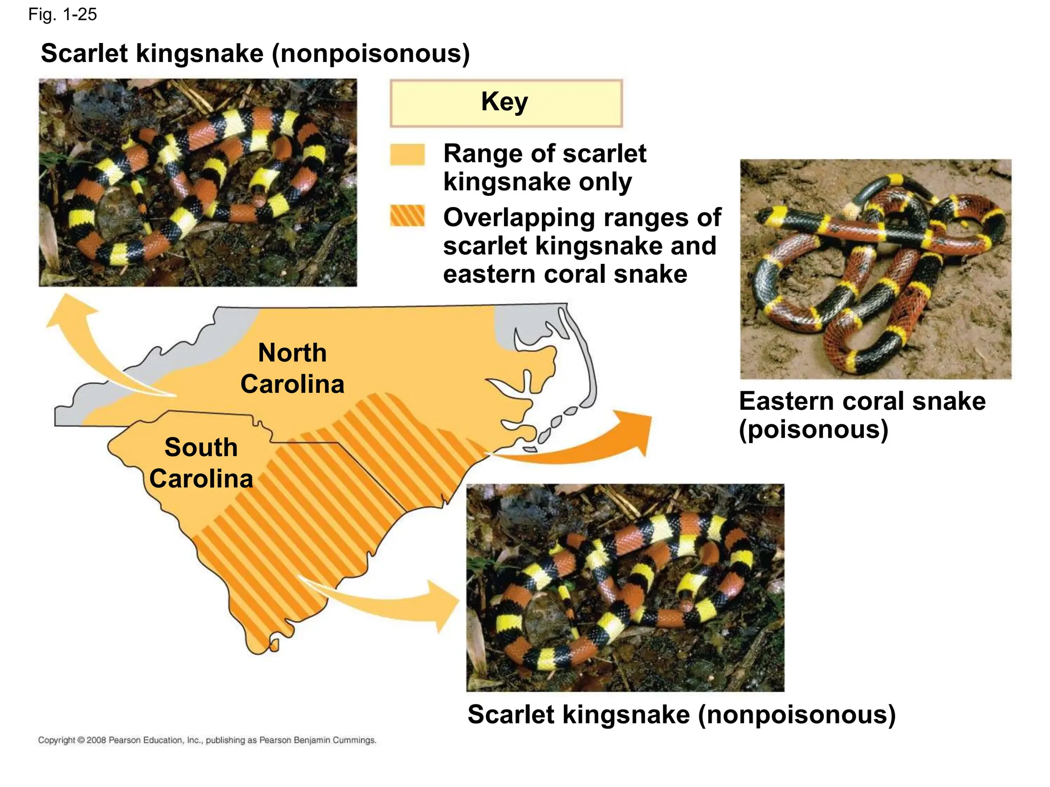 Fig. 1-25
South
Carolina
North
Carolina
Key
Scarlet kingsnake (nonpoisonous)
Scarlet kingsnake (nonpoisonous)
Eastern coral snake
(poisonous)
Range of scarlet
kingsnake only
Overlapping ranges of
scarlet kingsnake and
eastern coral snake
 