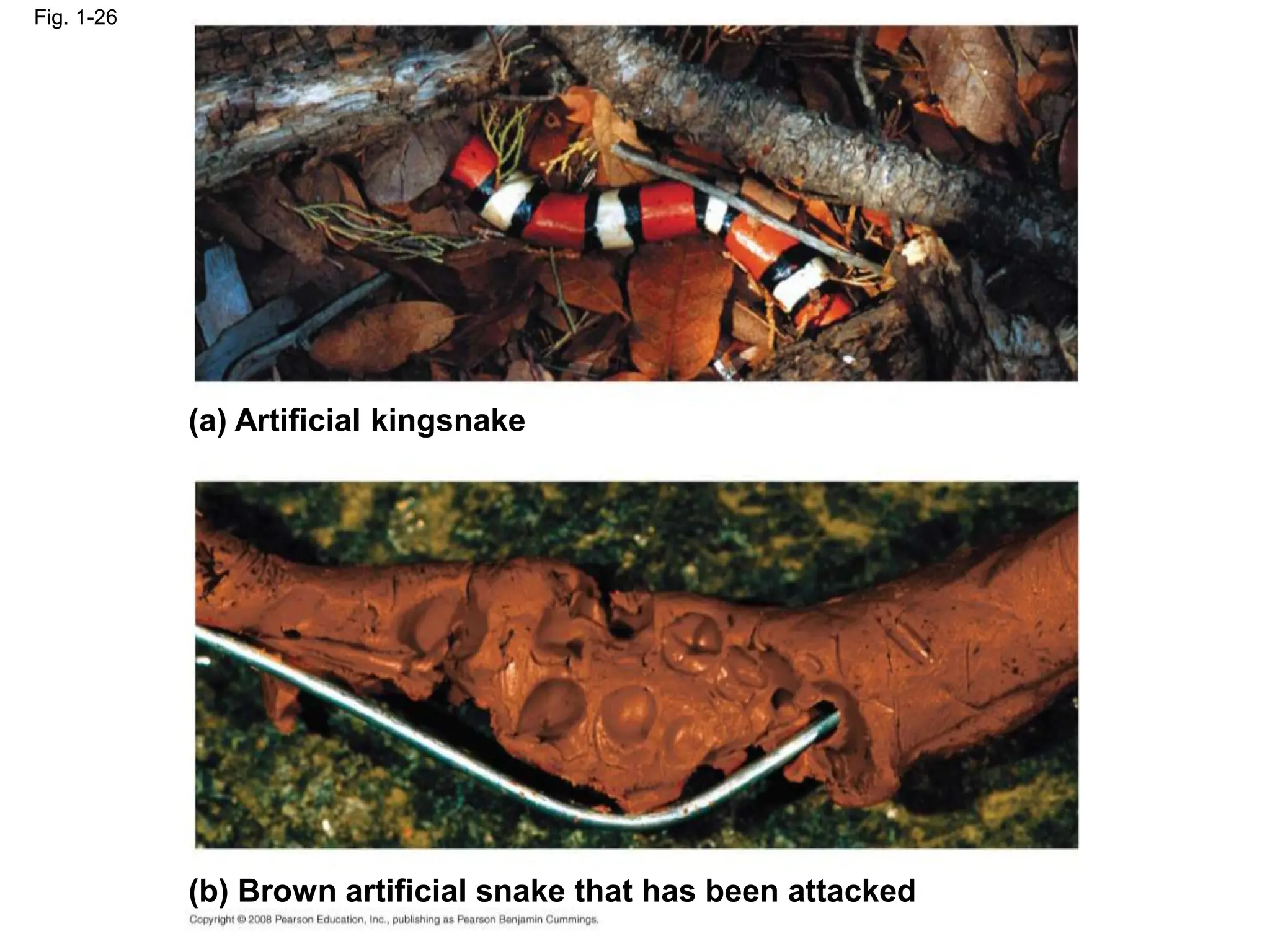 Fig. 1-26
(a) Artificial kingsnake
(b) Brown artificial snake that has been attacked
 