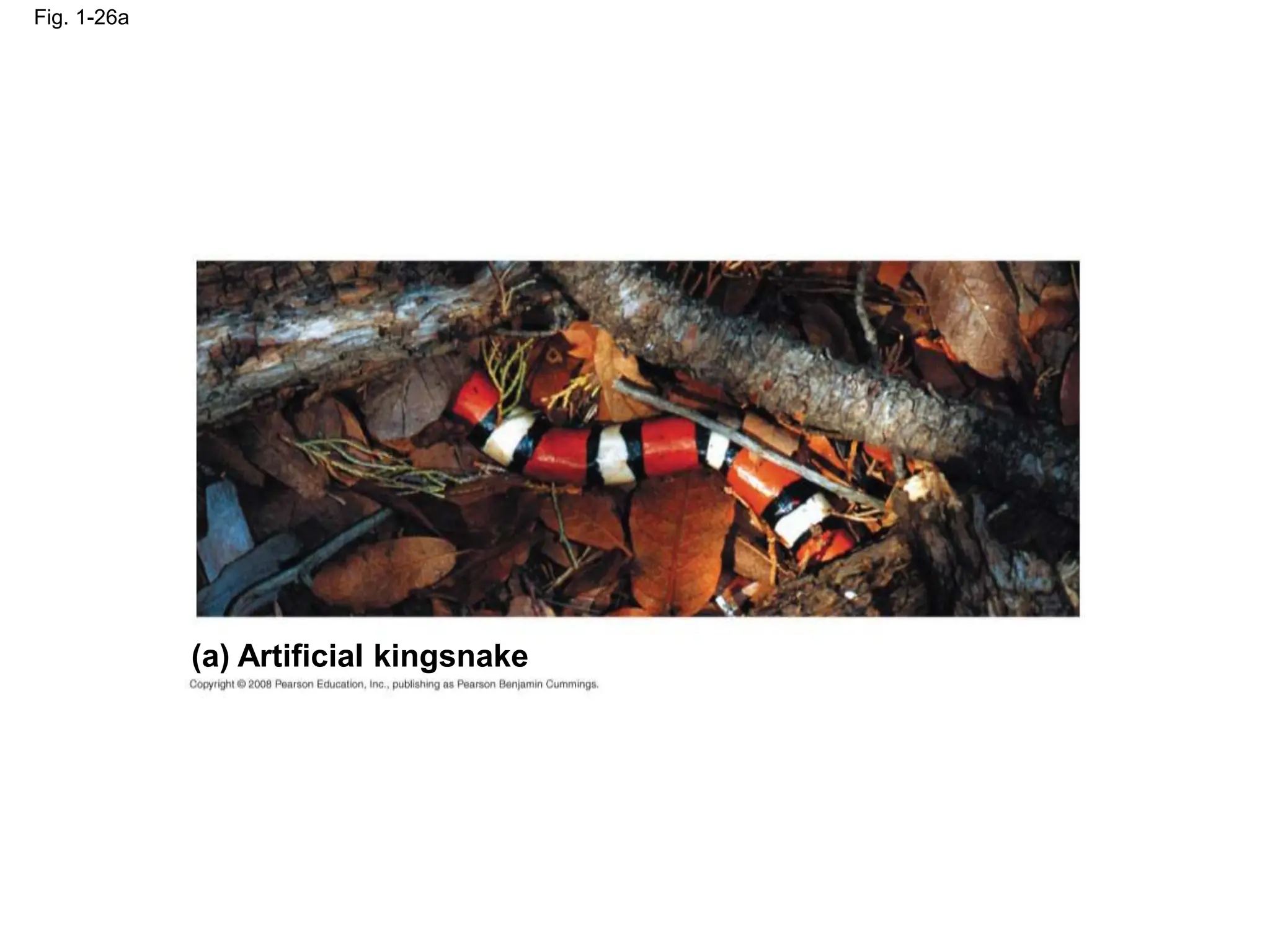 Fig. 1-26a
(a) Artificial kingsnake
 