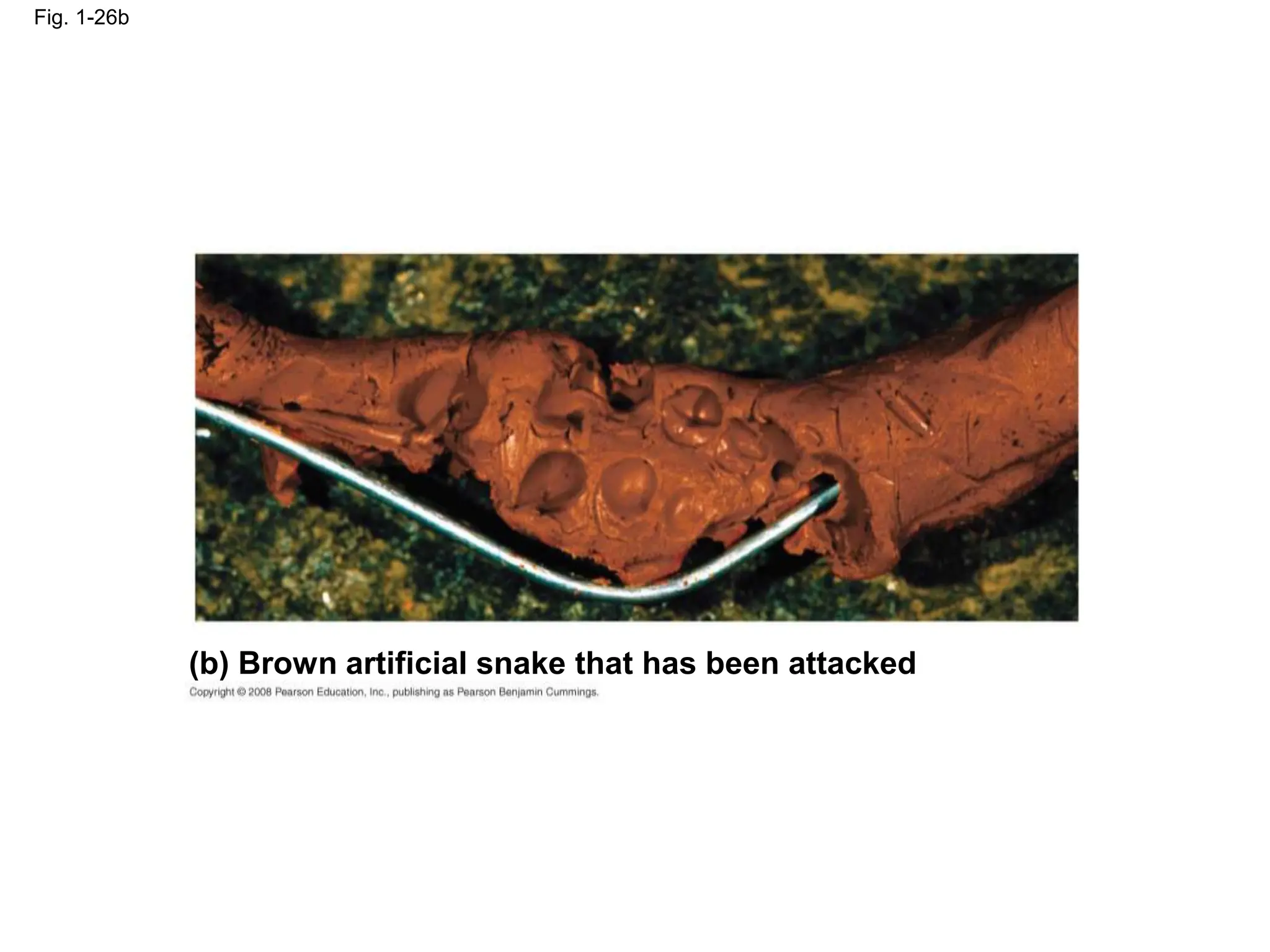 Fig. 1-26b
(b) Brown artificial snake that has been attacked
 