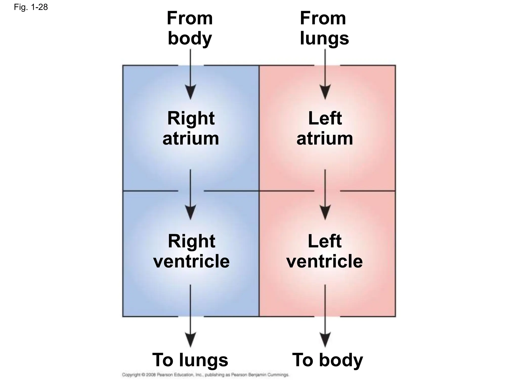 Fig. 1-28
From
body
From
lungs
Right
atrium
Left
atrium
Left
ventricle
Right
ventricle
To lungs To body
 