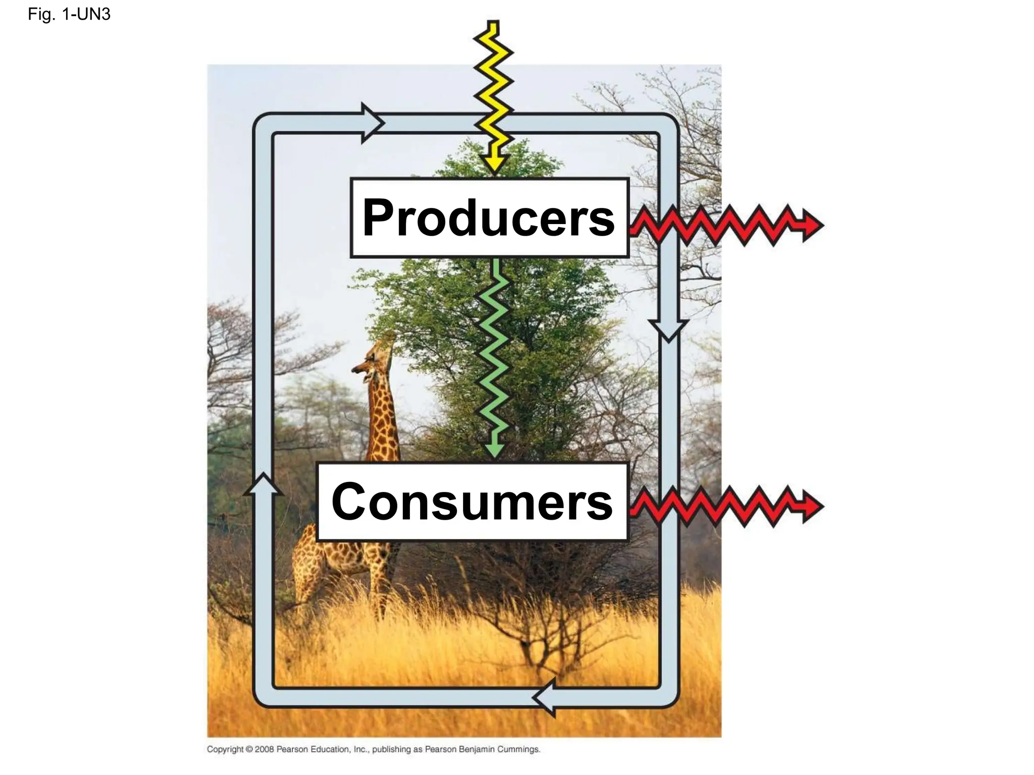 Fig. 1-UN3
Producers
Consumers
 