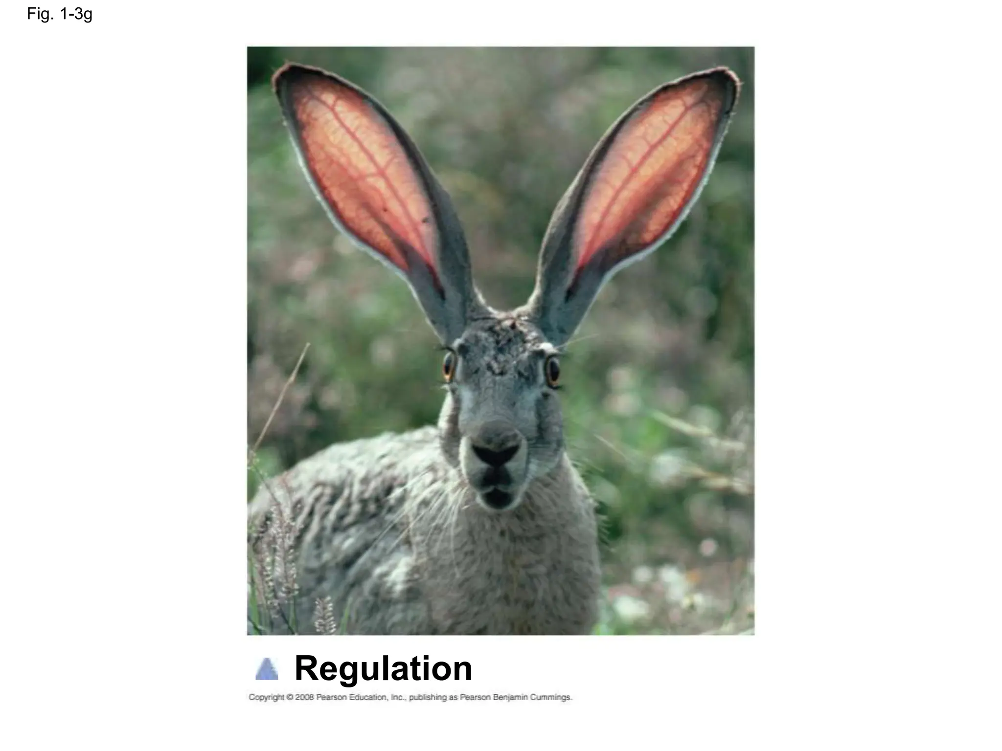 Fig. 1-3g
Regulation
 