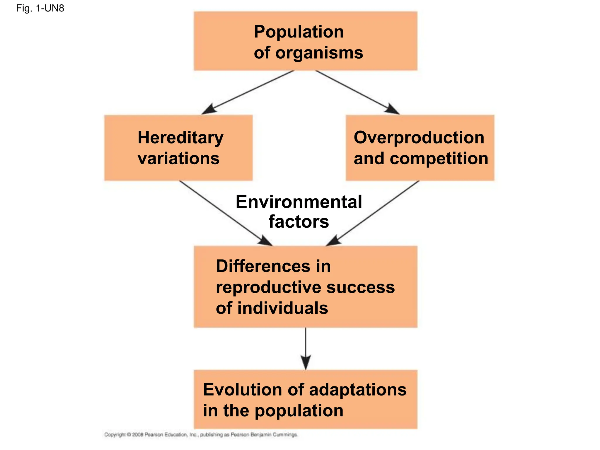 Fig. 1-UN8
Population
of organisms
Hereditary
variations
Overproduction
and competition
Differences in
reproductive success
of individuals
Evolution of adaptations
in the population
Environmental
factors
 