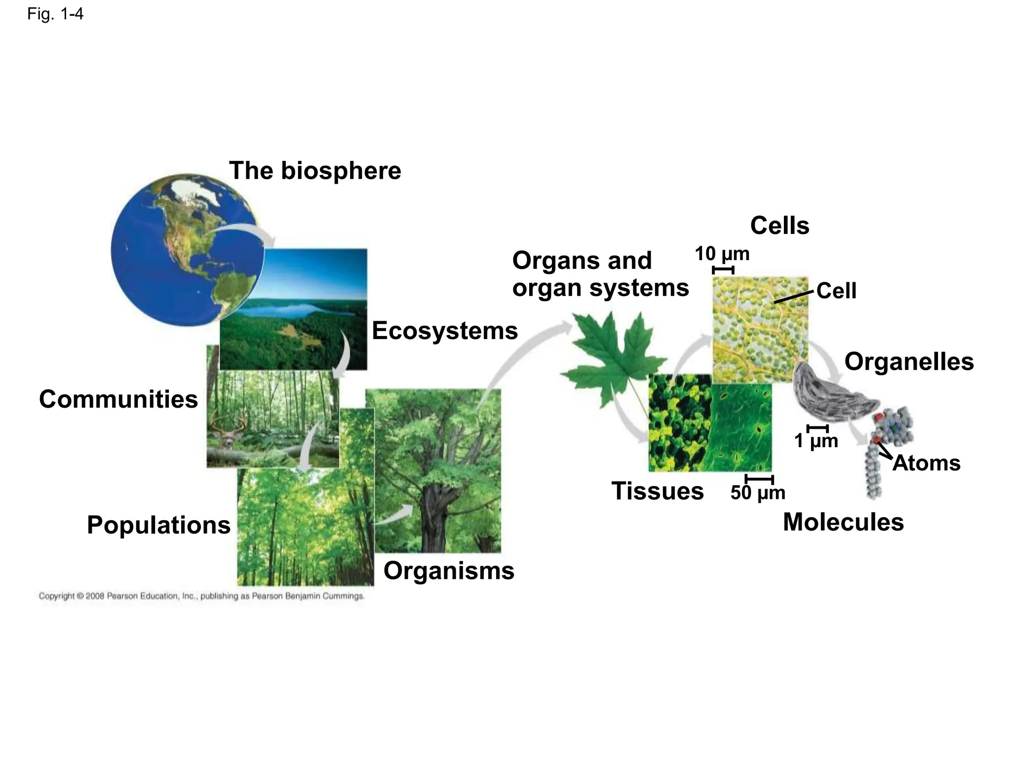 Fig. 1-4
The biosphere
Communities
Populations
Organisms
Ecosystems
Organs and
organ systems
Cells
Cell
Organelles
Atoms
Molecules
Tissues
10 µm
1 µm
50 µm
 