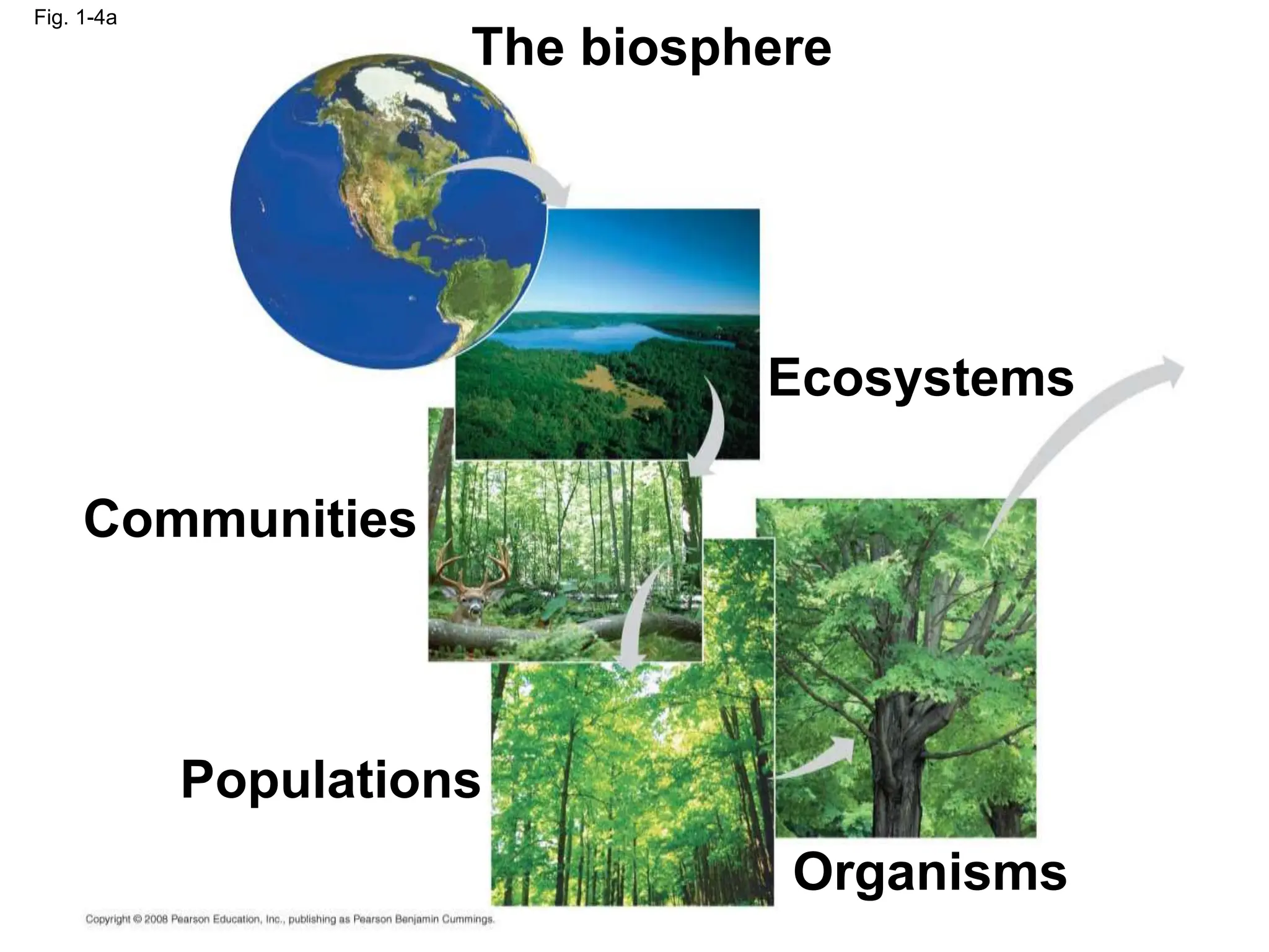 The biosphere
Communities
Populations
Organisms
Ecosystems
Fig. 1-4a
 