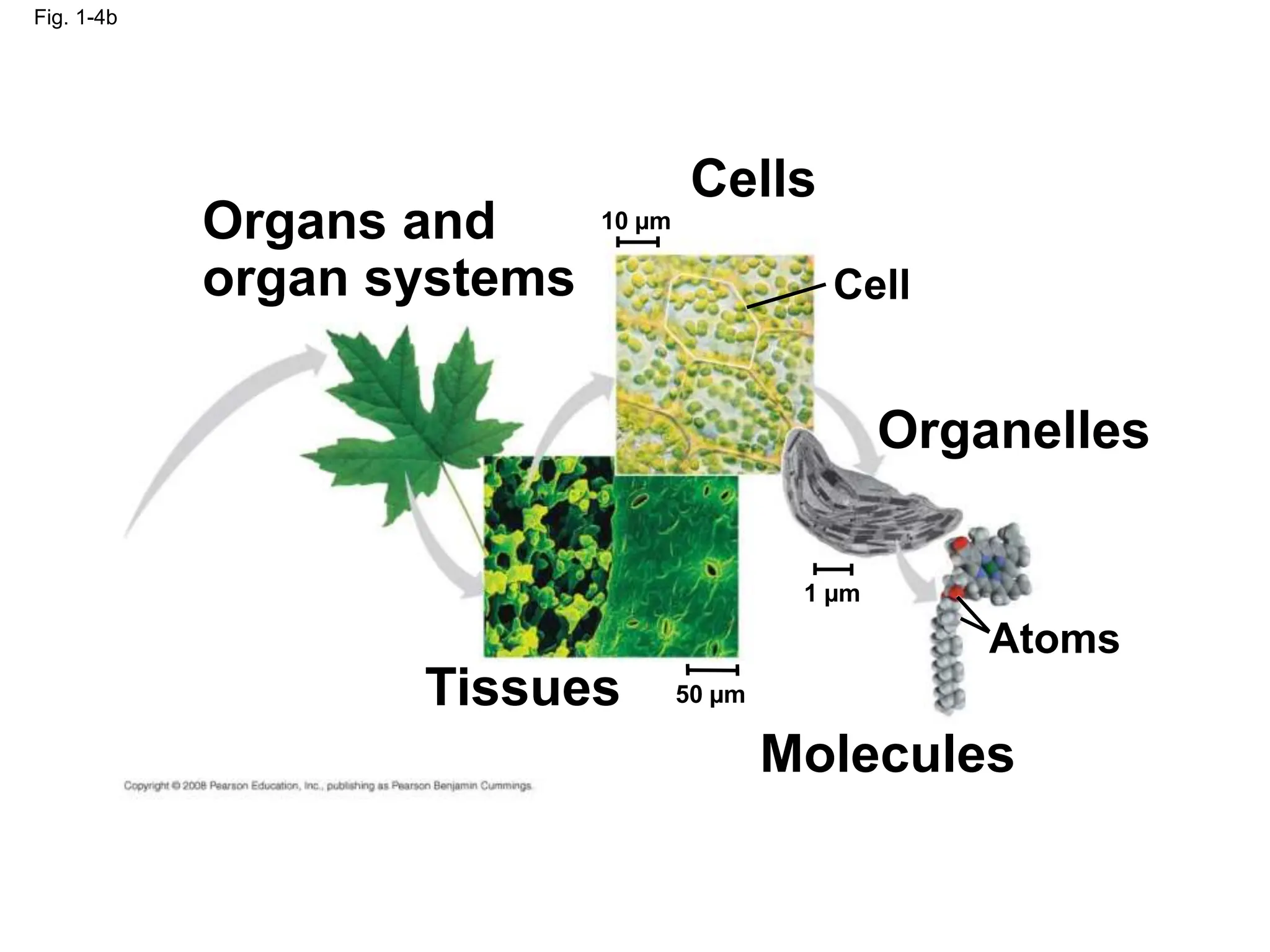 Fig. 1-4b
Organs and
organ systems
Cells
Cell
Organelles
Atoms
Molecules
Tissues
10 µm
1 µm
50 µm
 