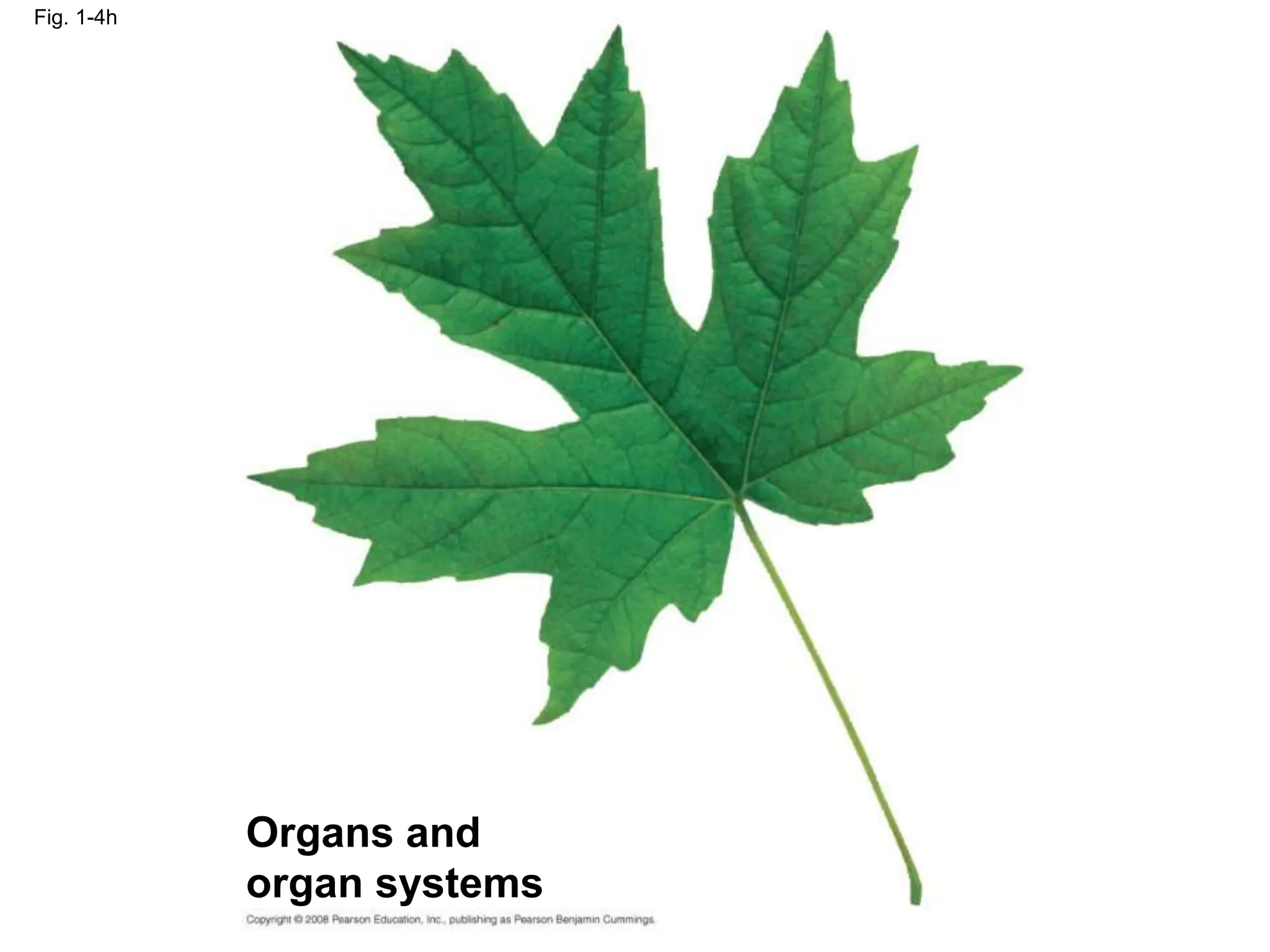 Fig. 1-4h
Organs and
organ systems
 