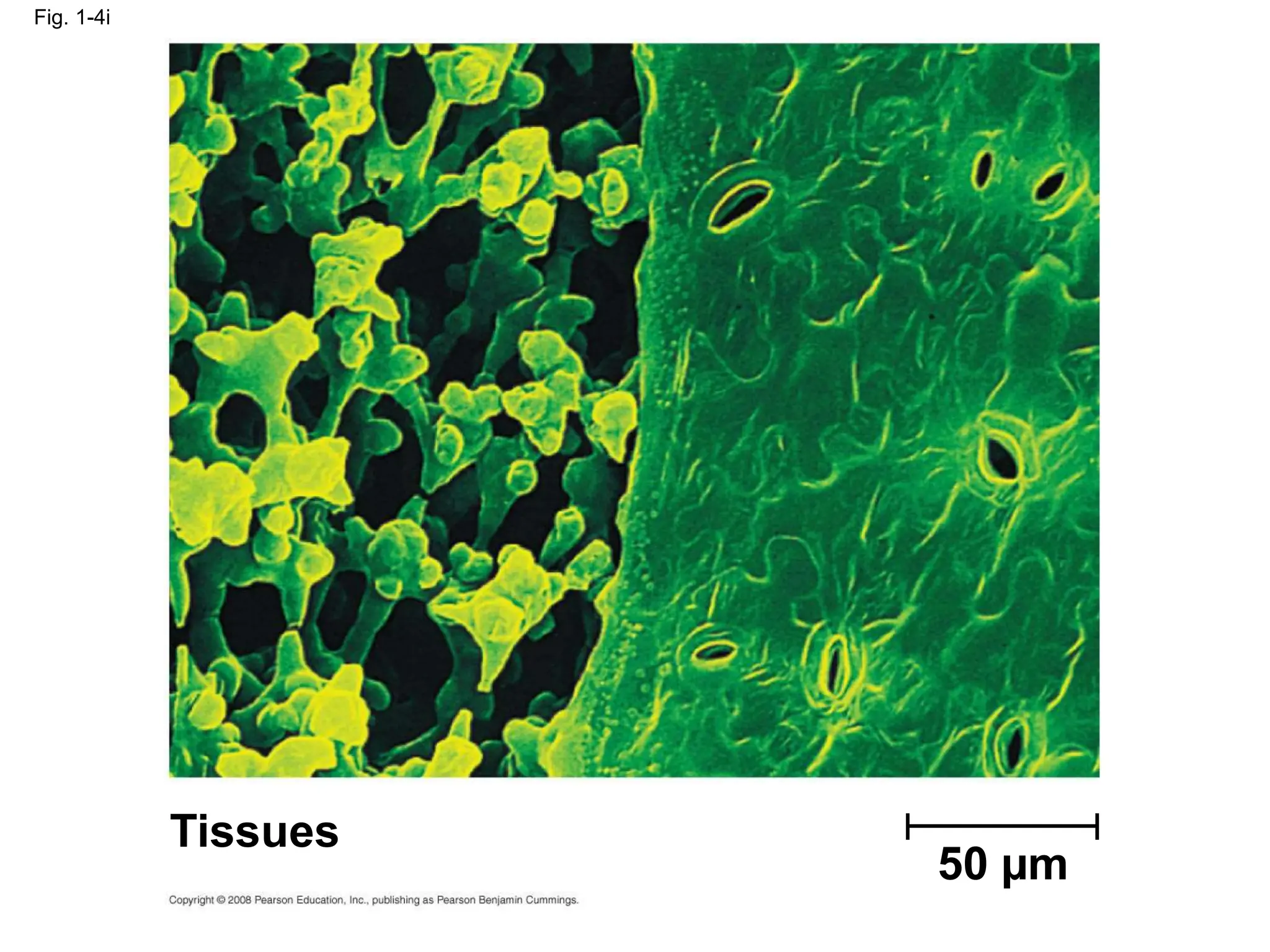 Fig. 1-4i
Tissues
50 µm
 