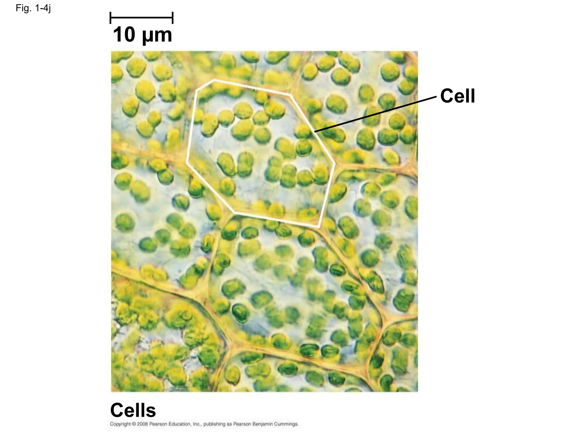 Fig. 1-4j
Cells
Cell
10 µm
 