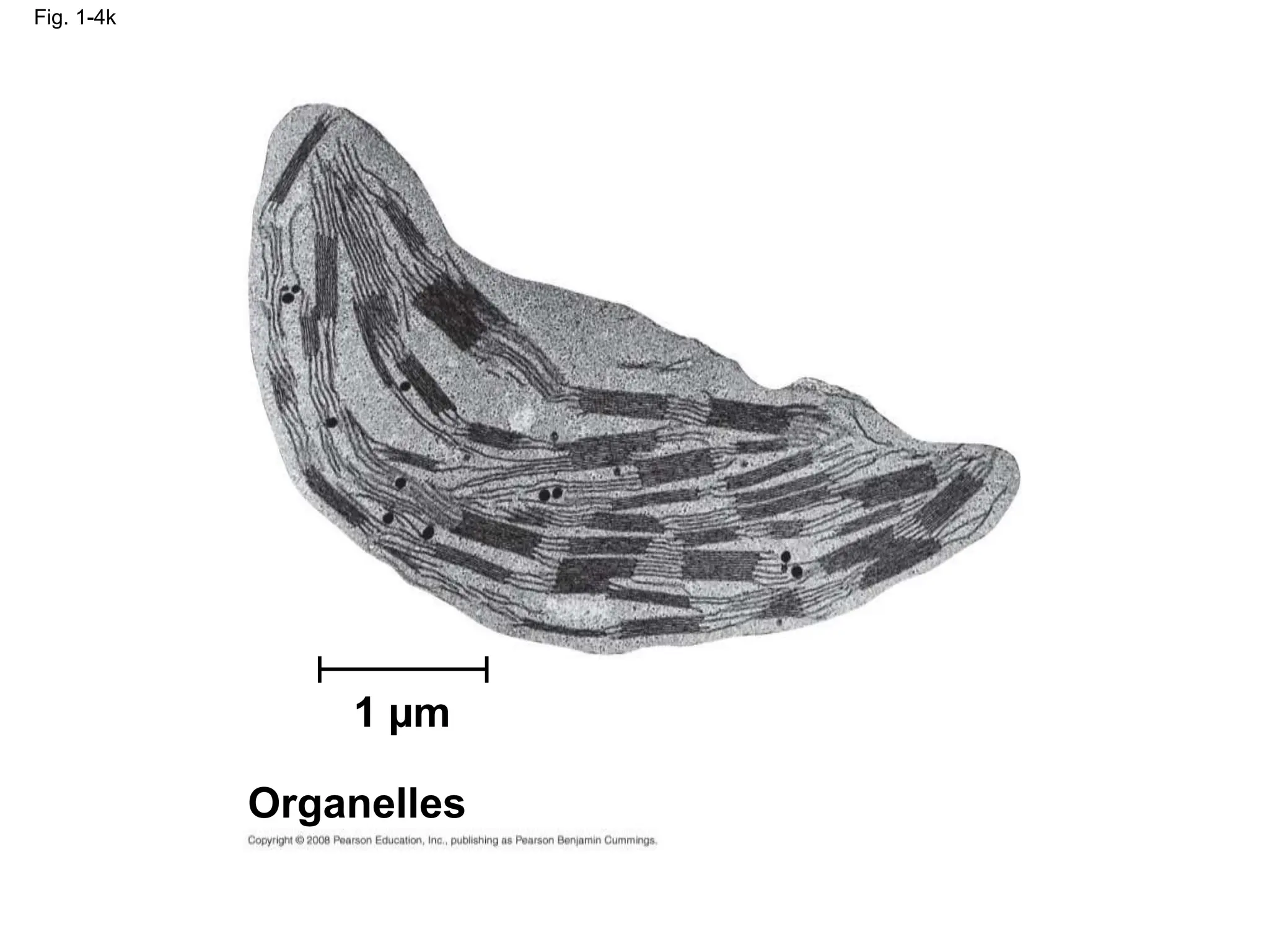 Fig. 1-4k
1 µm
Organelles
 