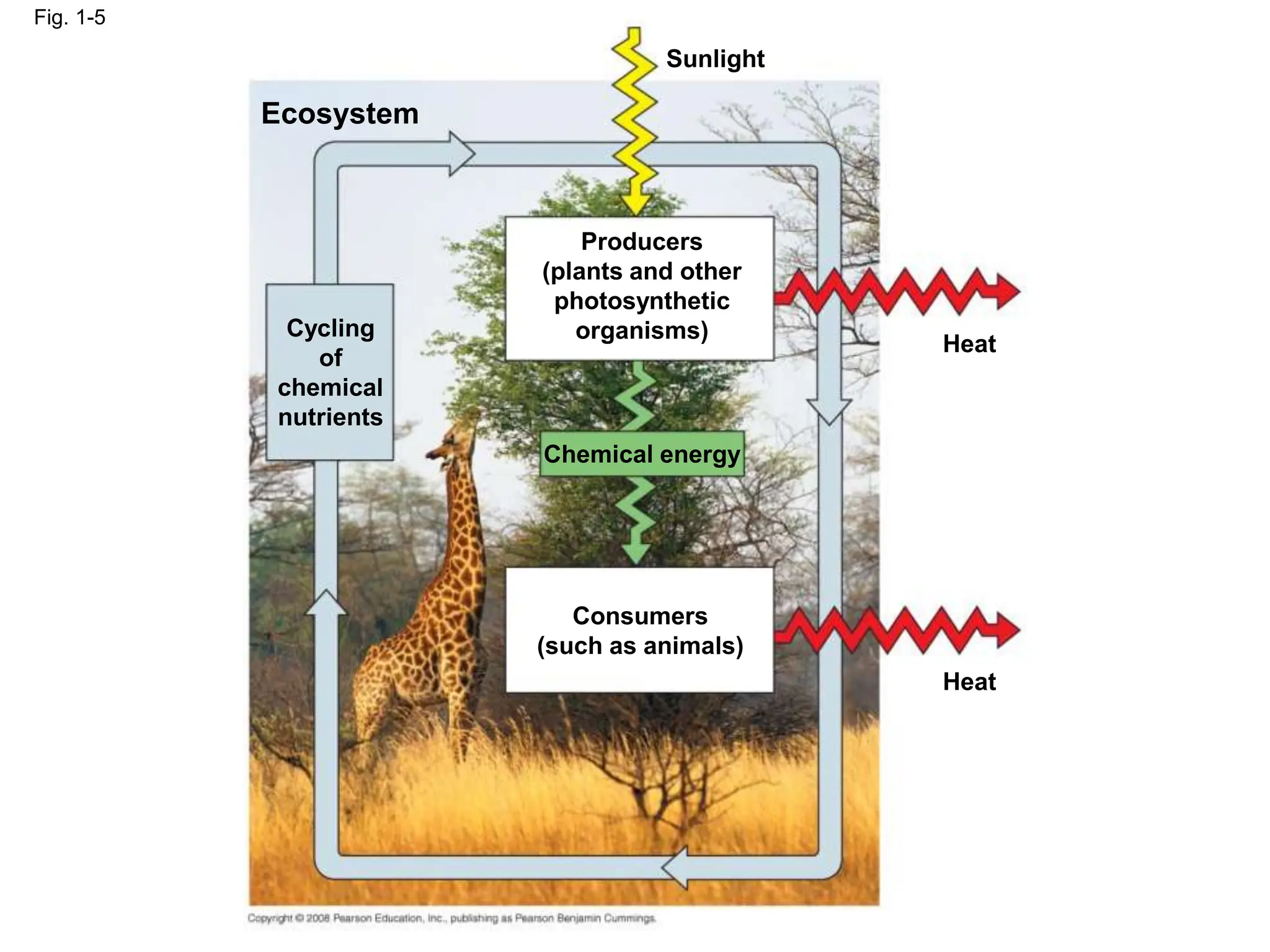 Fig. 1-5
Sunlight
Ecosystem
Heat
Heat
Cycling
of
chemical
nutrients
Producers
(plants and other
photosynthetic
organisms)
Chemical energy
Consumers
(such as animals)
 