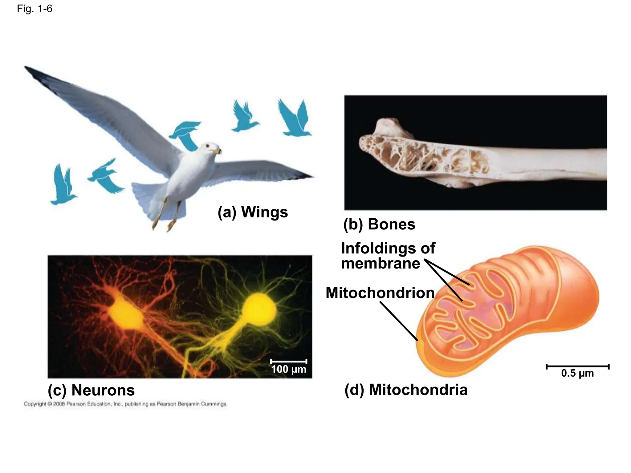 (a) Wings
(c) Neurons
(b) Bones
Infoldings of
membrane
Mitochondrion
(d) Mitochondria
0.5 µm
100 µm
Fig. 1-6
 