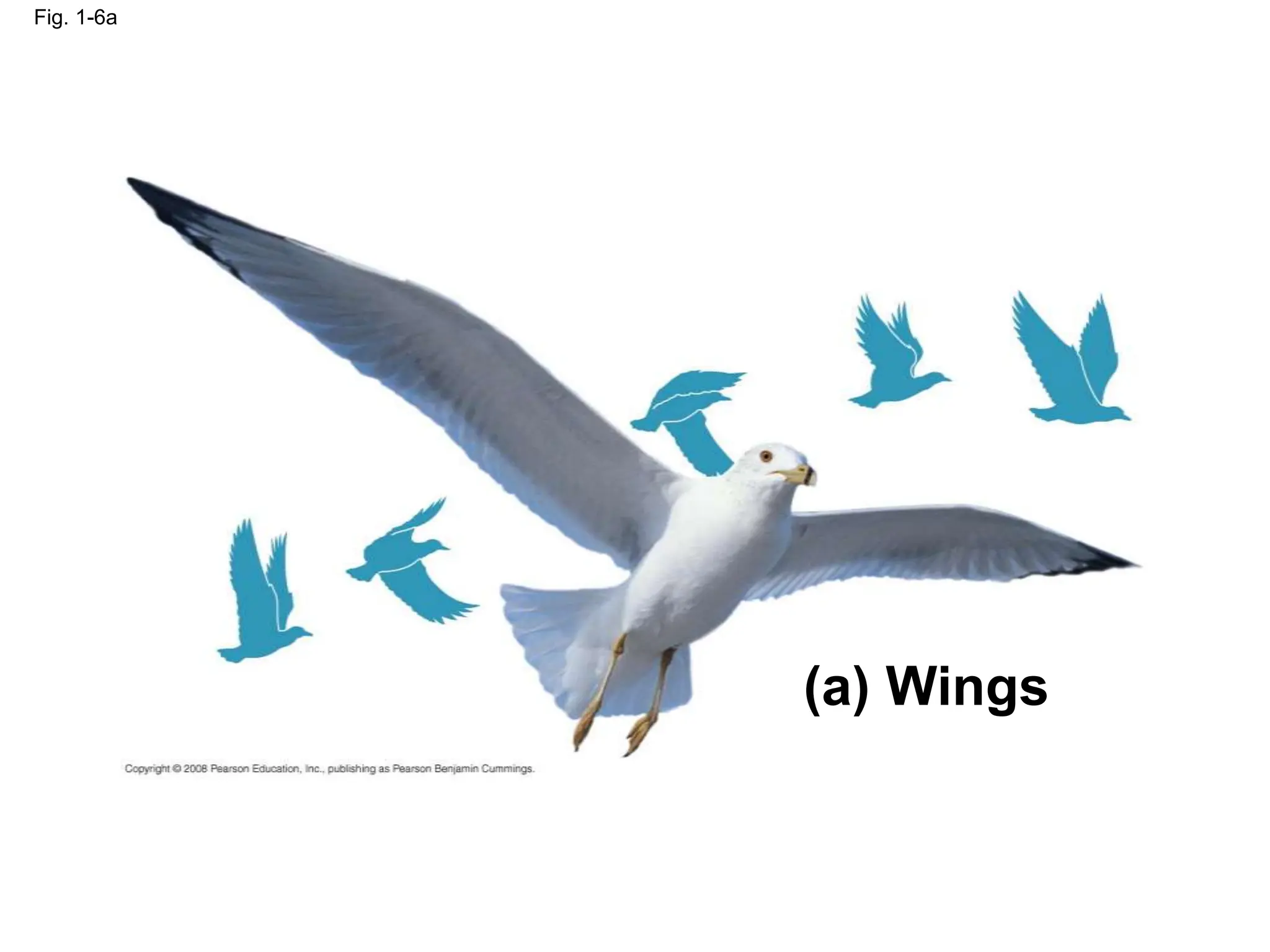 Fig. 1-6a
(a) Wings
 