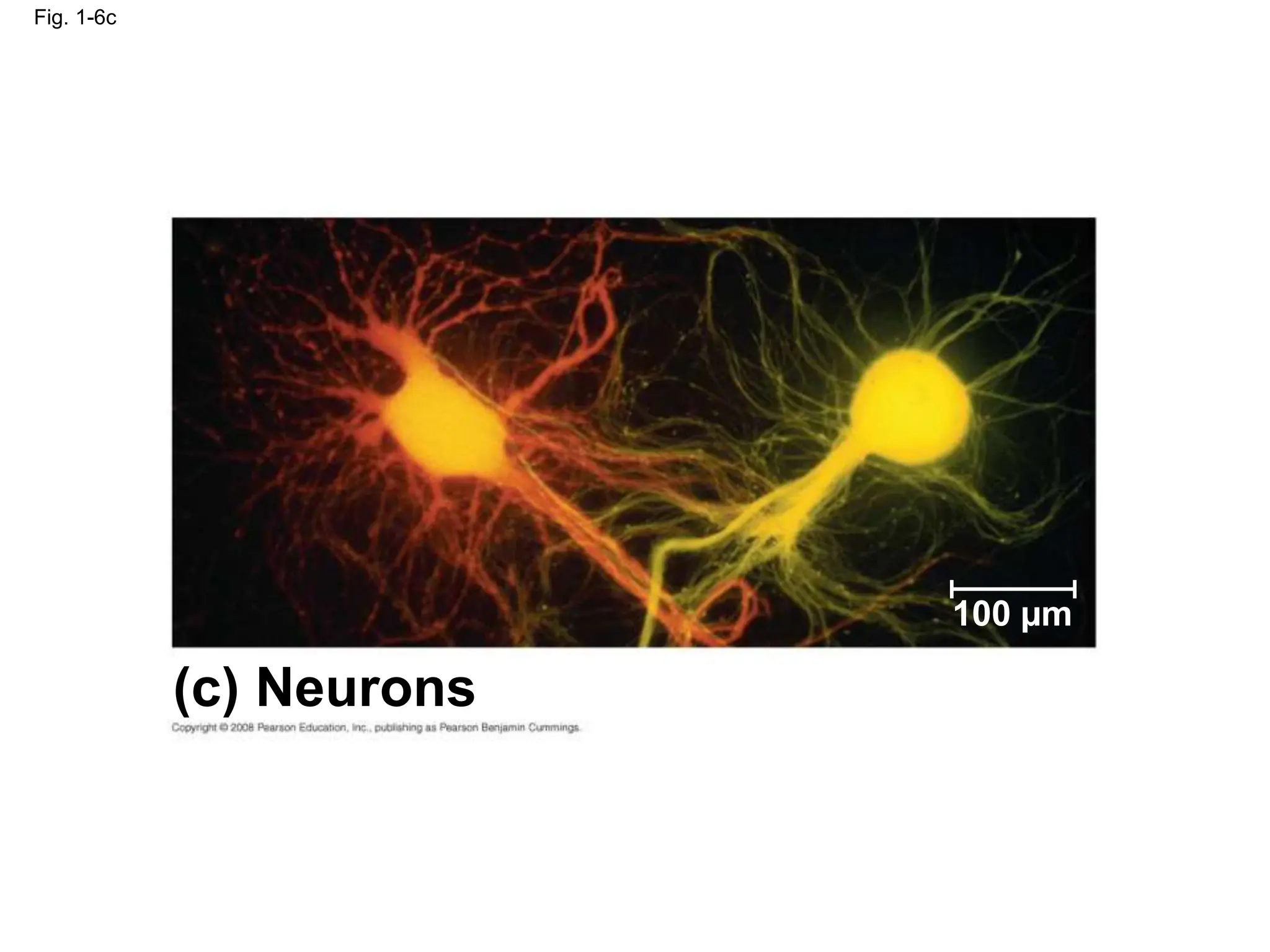 Fig. 1-6c
(c) Neurons
100 µm
 