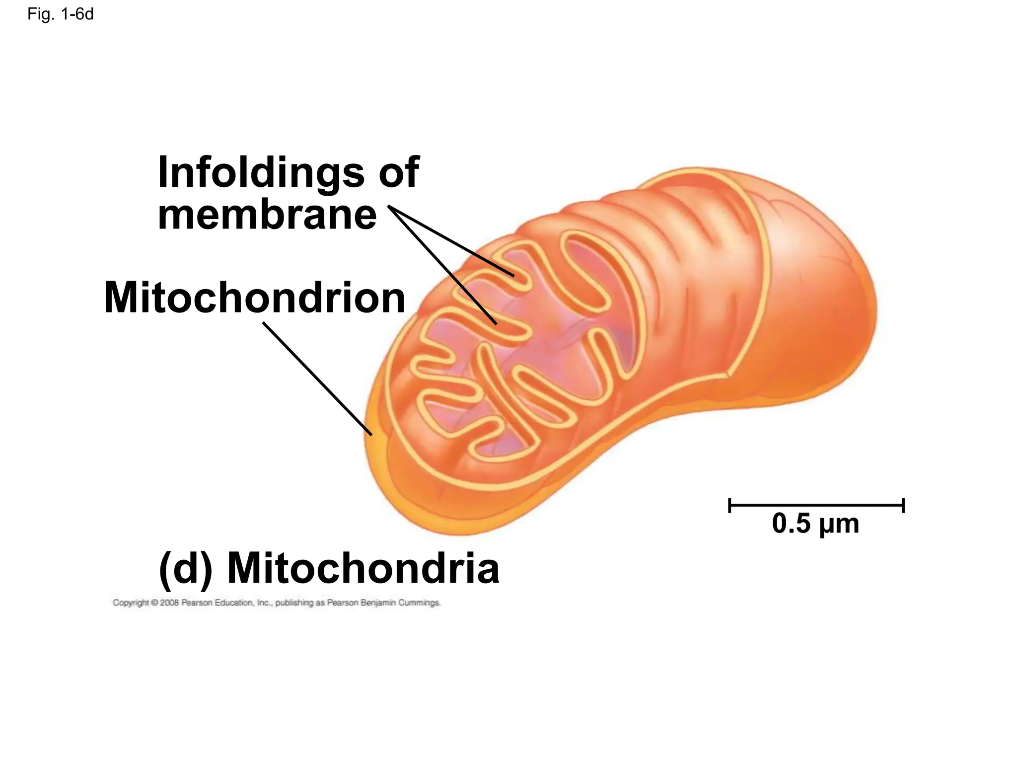 Fig. 1-6d
Infoldings of
membrane
Mitochondrion
(d) Mitochondria
0.5 µm
 
