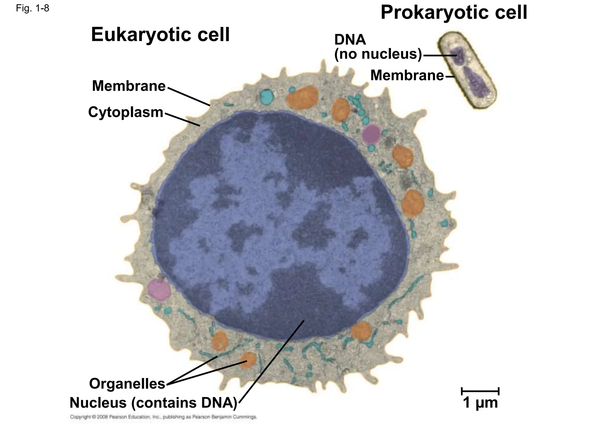 1 µm
Organelles
Nucleus (contains DNA)
Cytoplasm
Membrane
DNA
(no nucleus)
Membrane
Eukaryotic cell
Prokaryotic cell
Fig. 1-8
 