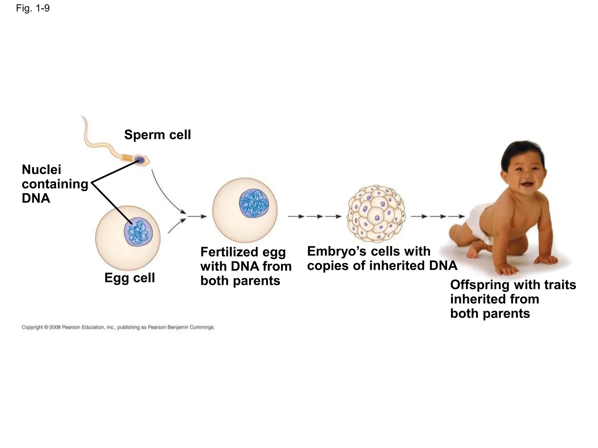 Nuclei
containing
DNA
Sperm cell
Egg cell
Fertilized egg
with DNA from
both parents
Embryo’s cells with
copies of inherited DNA
Offspring with traits
inherited from
both parents
Fig. 1-9
 